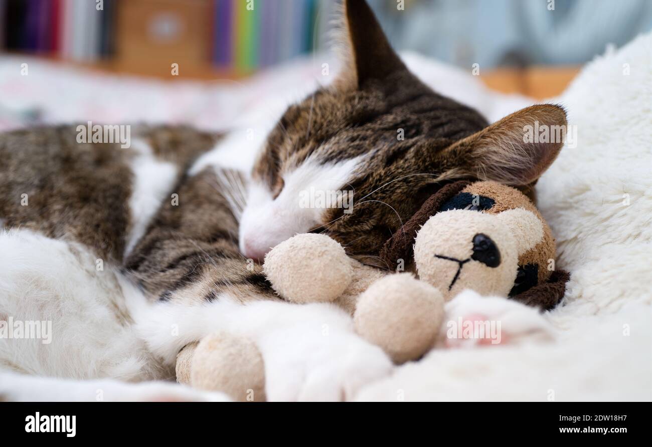 Cat sleeps with its head resting on a small stuffed dog Stock Photo Alamy