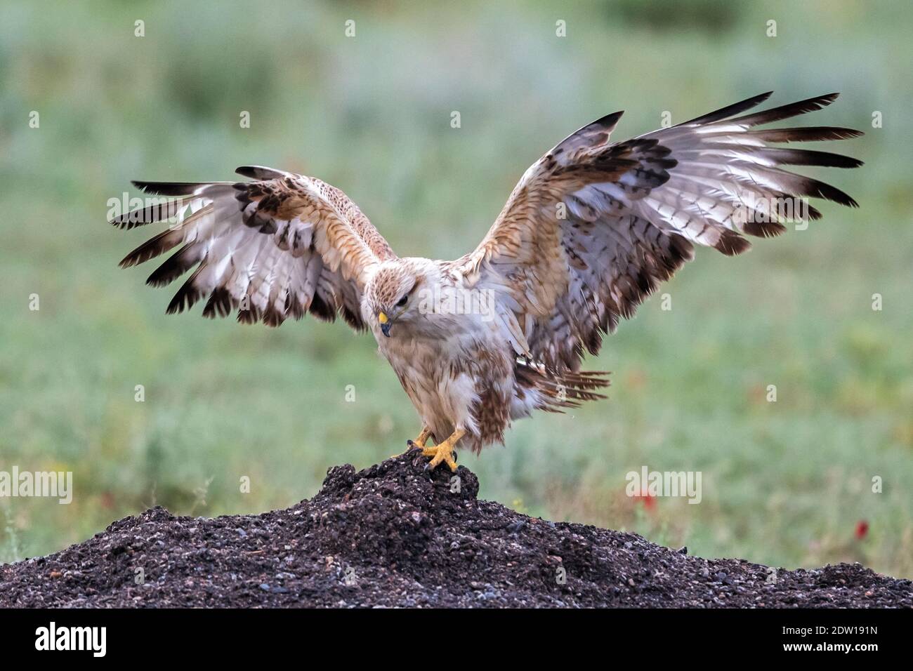 Ruigpootbuizerd; Long-legged Buzzard; Buteo rufinus Stock Photo - Alamy