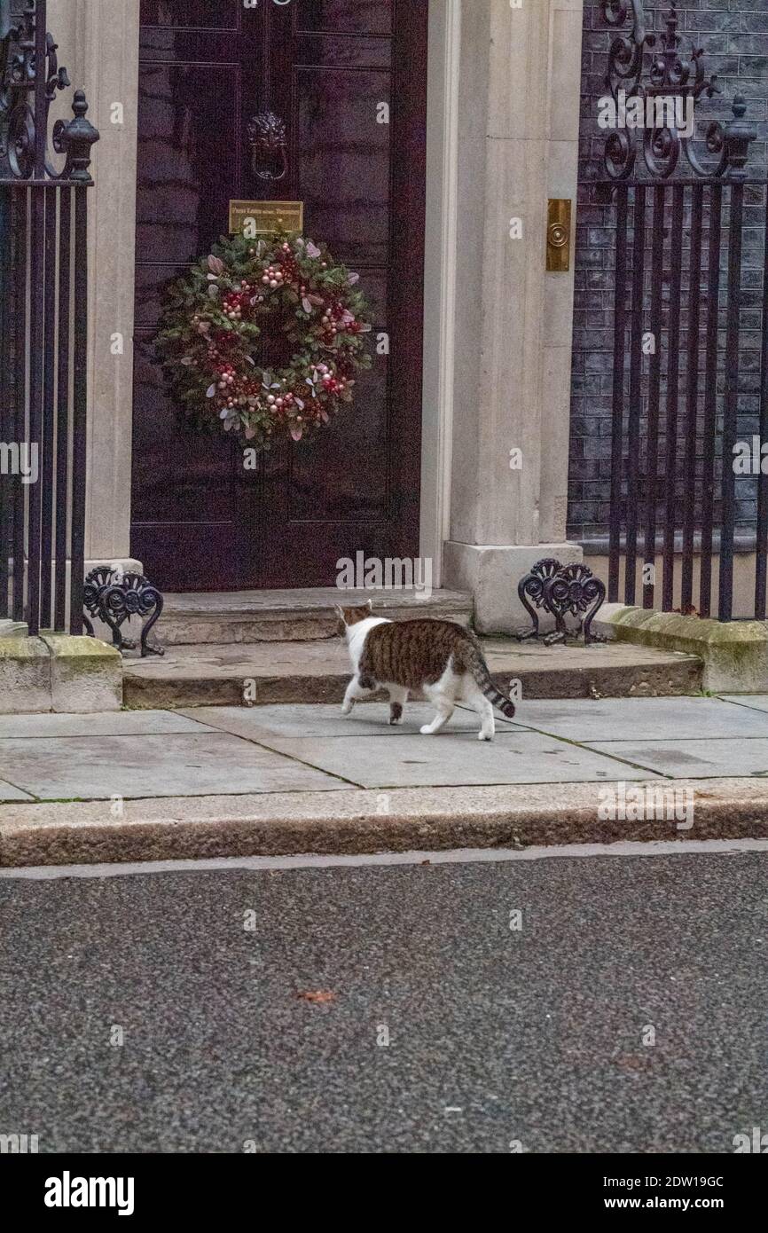 Downing Street, London UK at Christmas Larry, the Downing Street cat Stock Photo