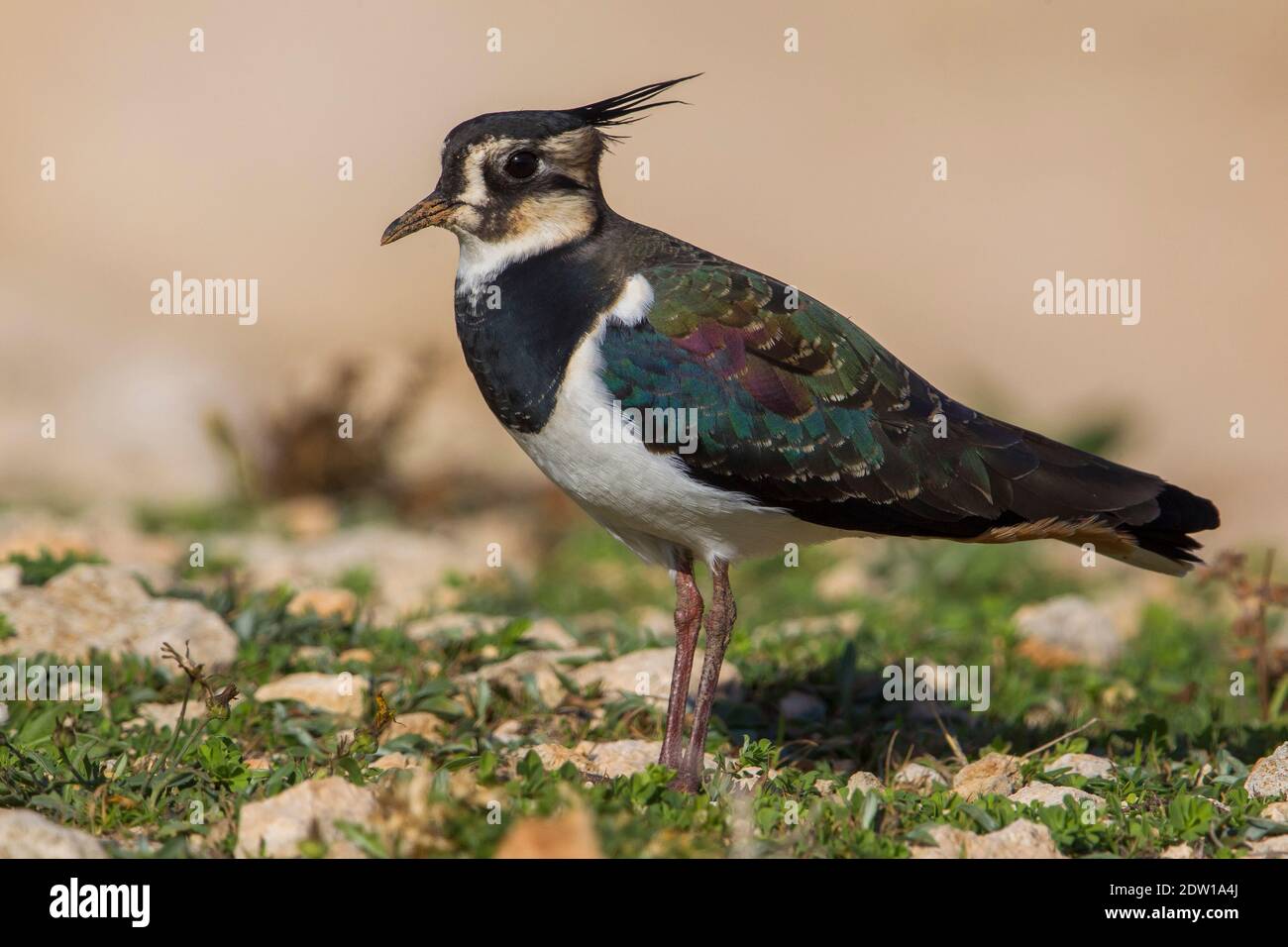 Winter plumaged Northern Lapwing standing on dry ground. Stock Photo