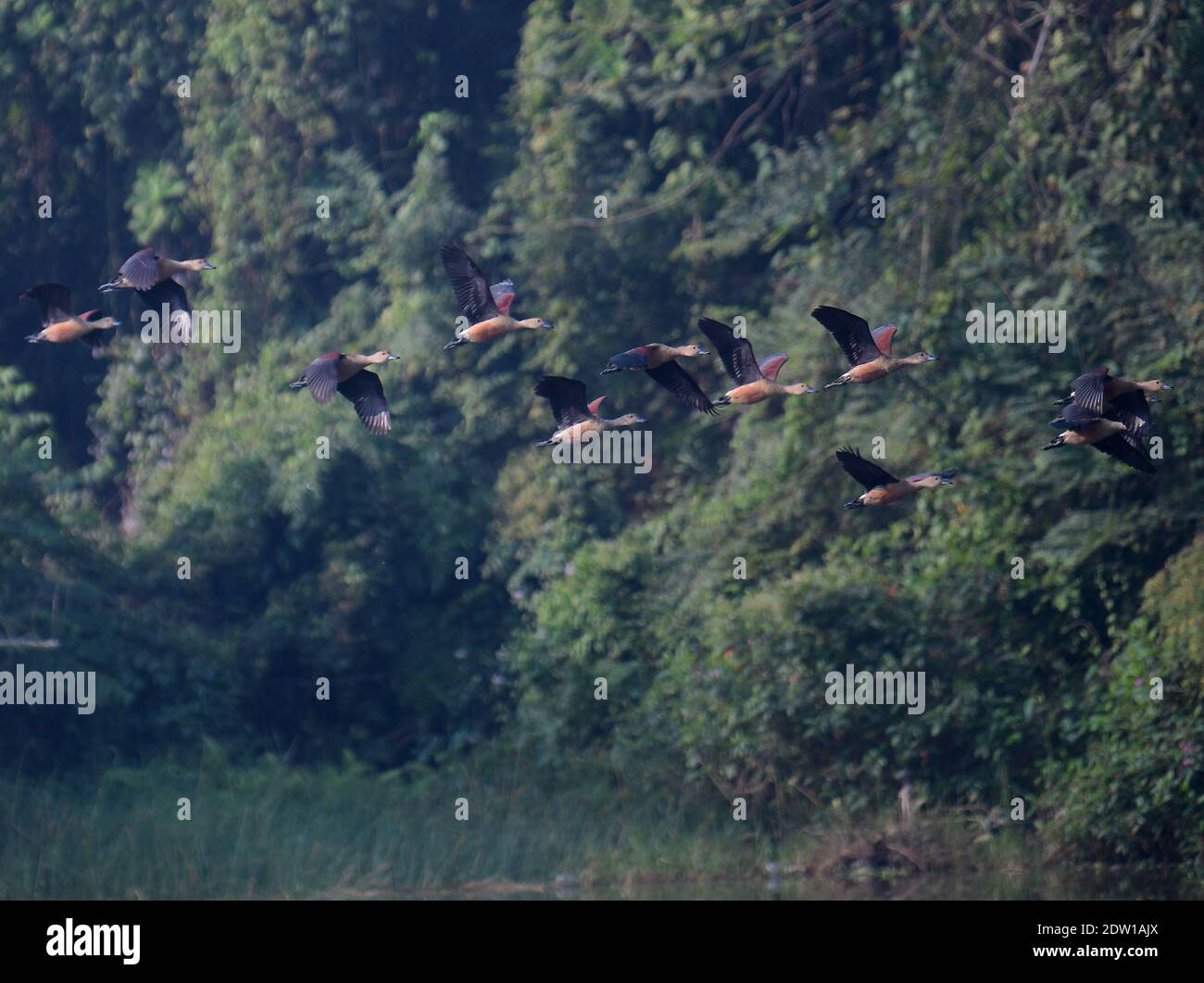 Siberian birds migrating to India. Seen flying in the skies of Agartala ...