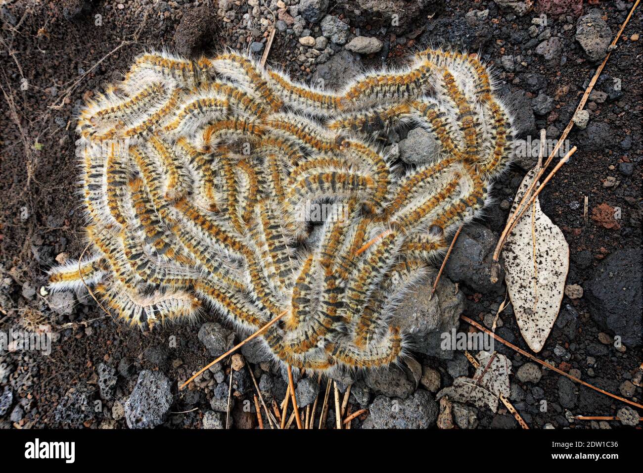 Processionary caterpillars hi-res stock photography and images - Alamy
