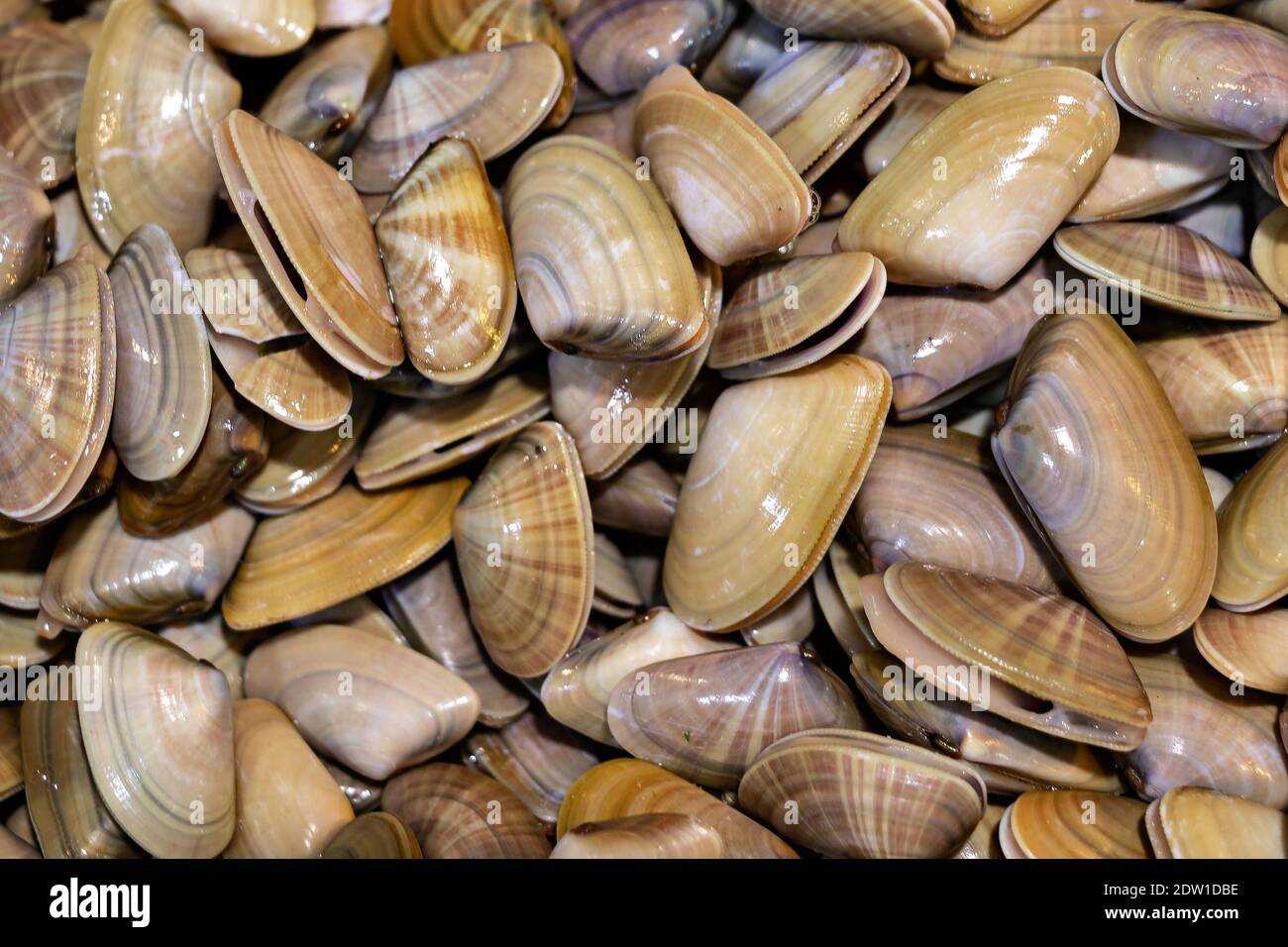 View of Texture of clams (coquina) Stock Photo