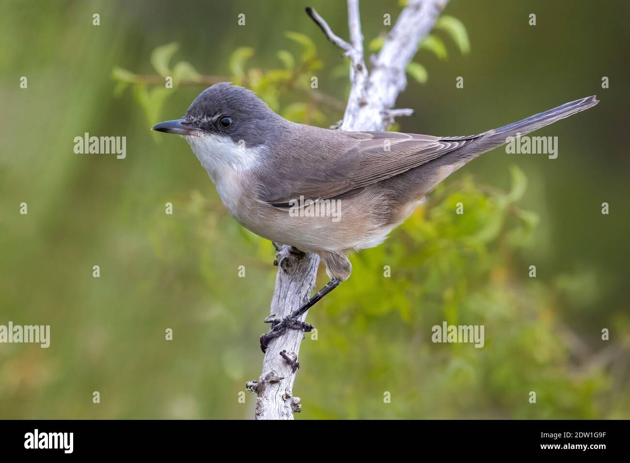 First-winter Western Orphean Warbler (Sylvia hortensis Stock Photo - Alamy