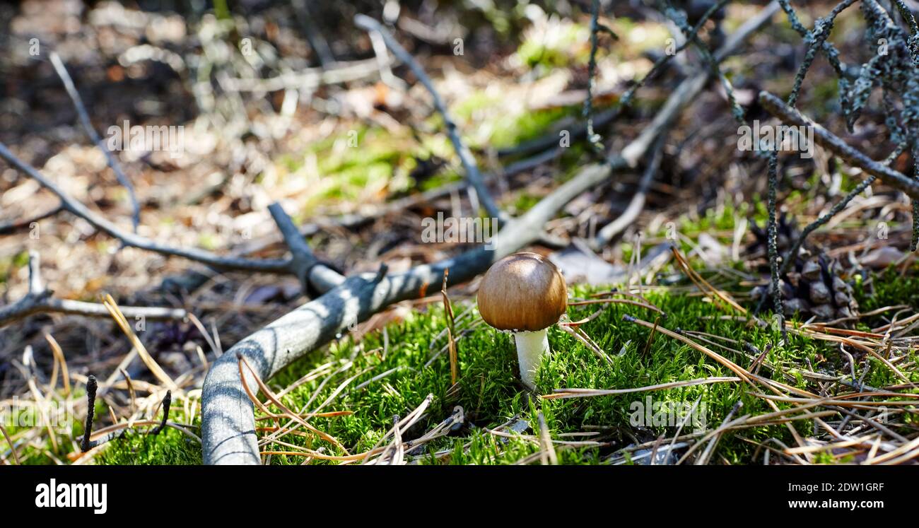 Toxic and hallucinogen mushroom in moss on autumn forest background. Selective focus, blurred background Stock Photo