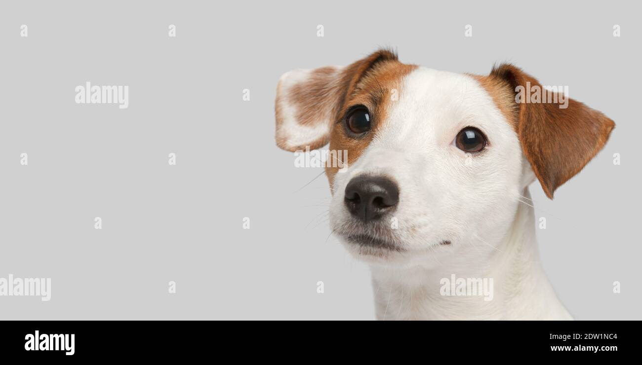 Close-up photo of the dog. Only the dog head is in the frame. Stock Photo