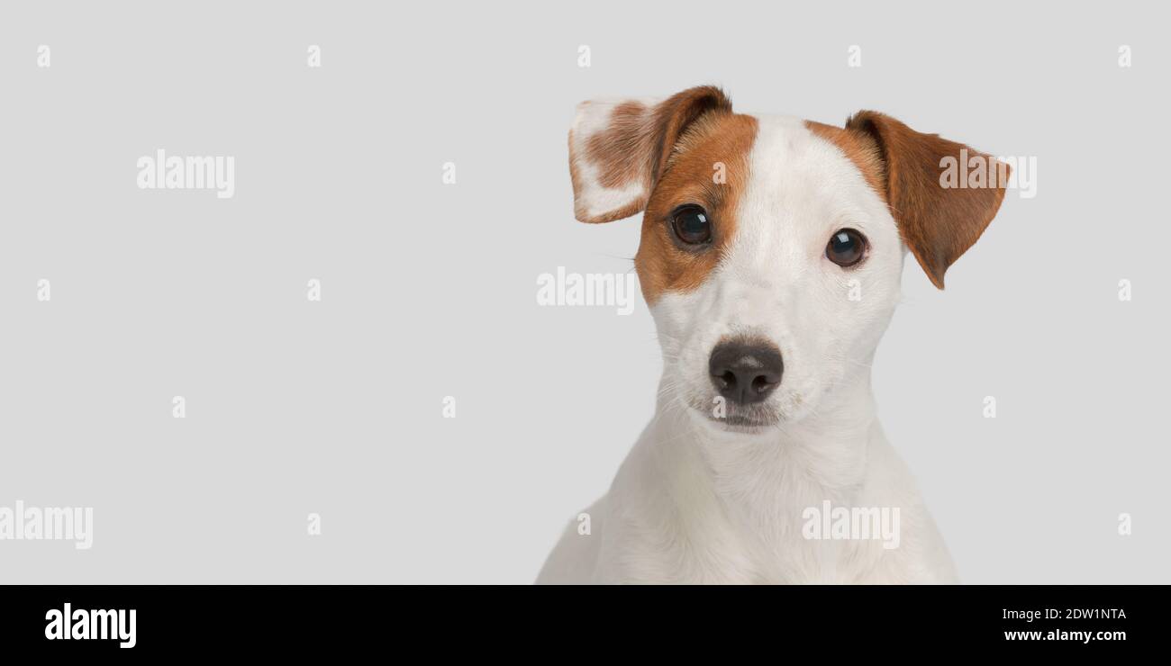 Cute dog on a white background. Close-up portrait of a small dog. Stock Photo