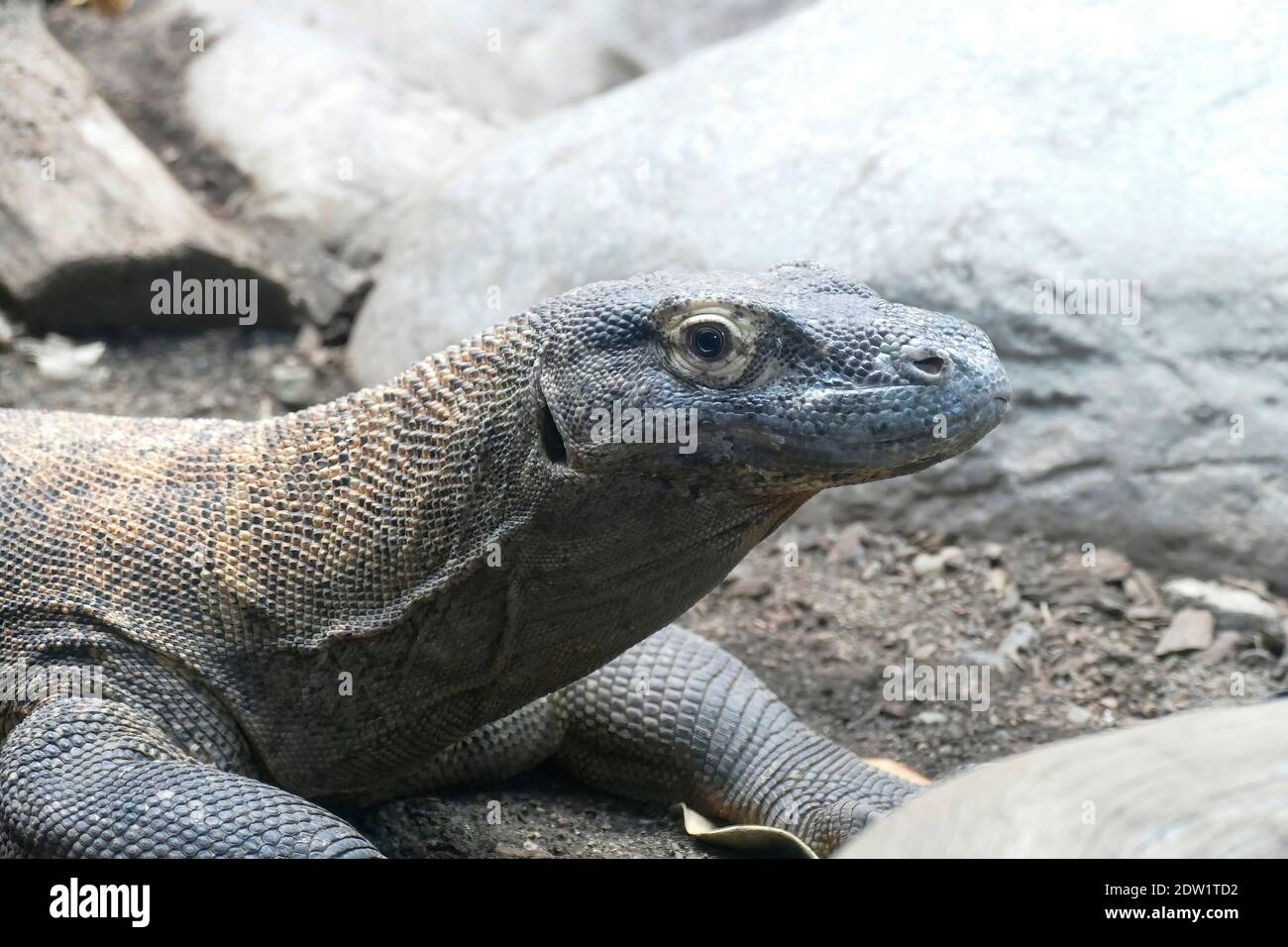 SEATTLE - NOV 11, 2020 - Komodo dragon ( Varanus komodoensis ) native of Indonesia, Woodland Park Zoo, Seattle, Washington Stock Photo