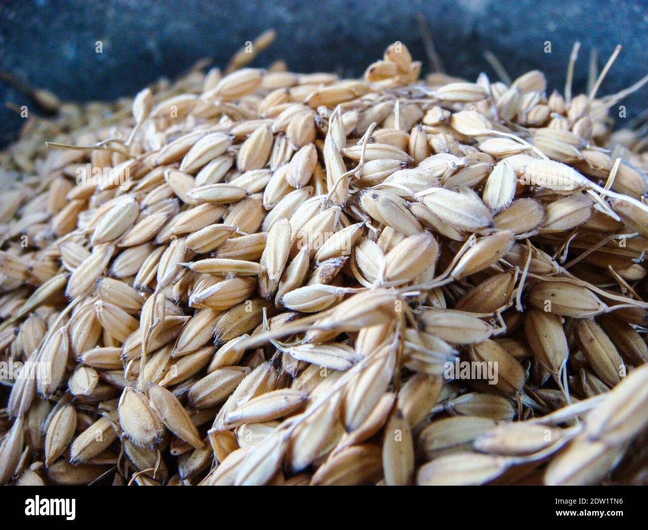 Unhusked rice hi-res stock photography and images - Alamy