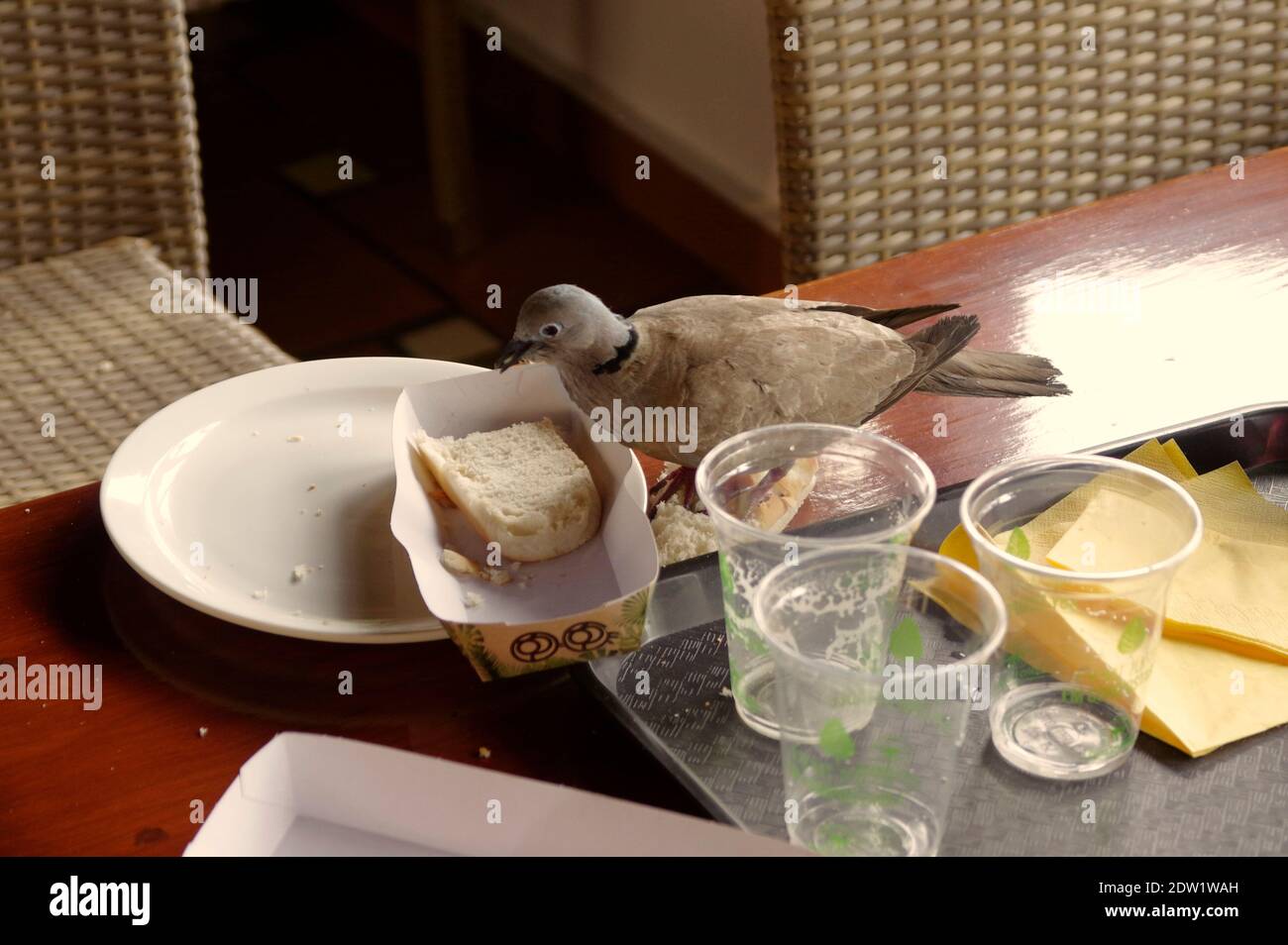 Dove eat on Table Stock Photo