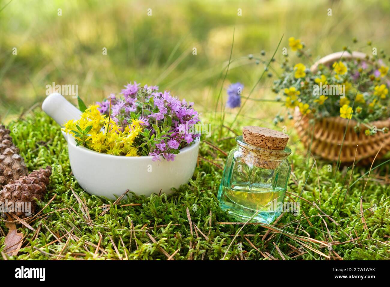 Bottle of essential oil or infusion, mortar of thyme and sedum flowers, basket of medicinal herbs on moss in forest outdoors. Alternative medicine. Stock Photo