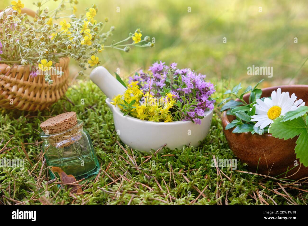 Bottle of essential oil, mortar of thyme and sedum flowers, basket of medicinal herbs on moss in forest outdoors. Alternative medicine. Stock Photo