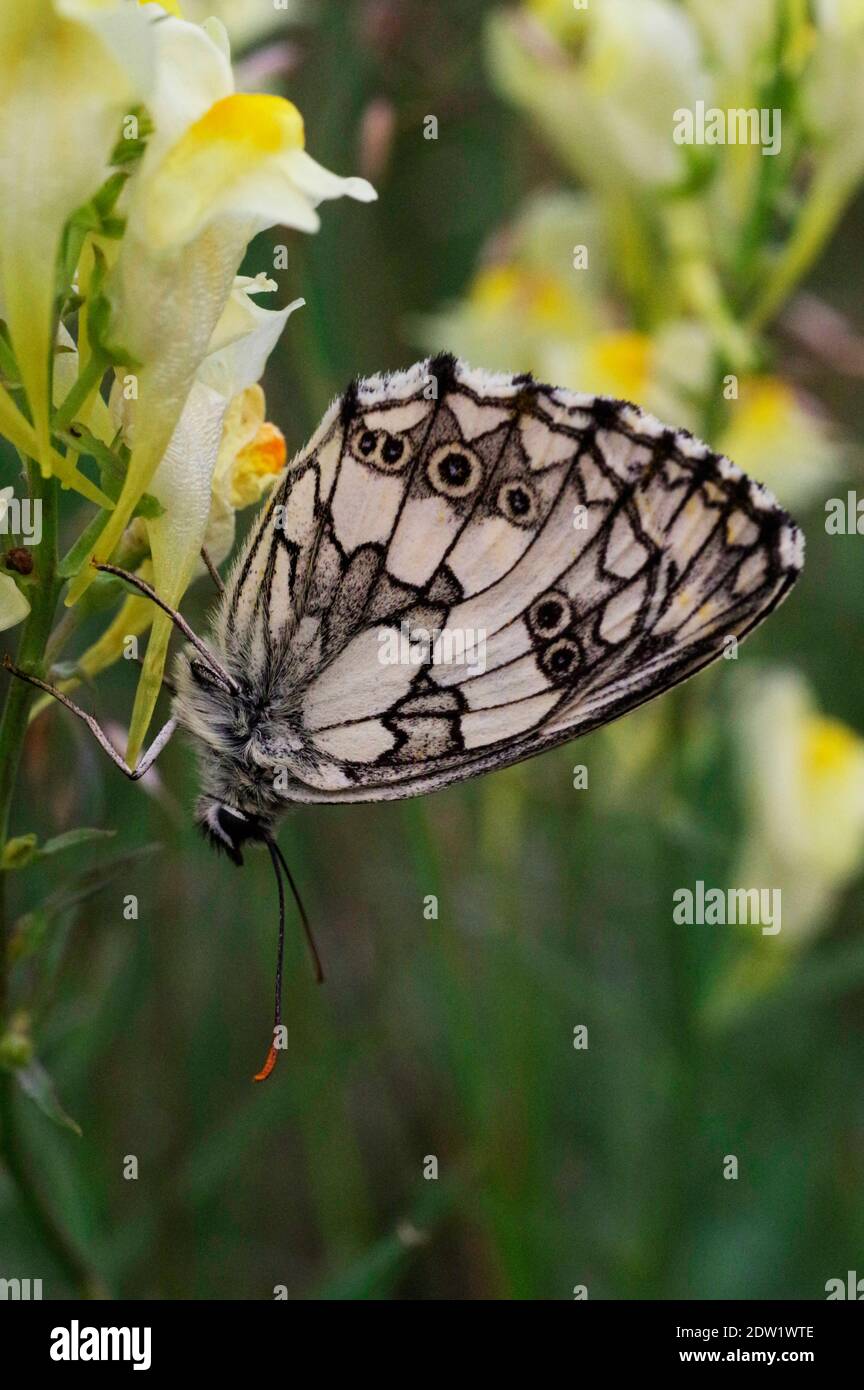 butterfly upside down Stock Photo Alamy