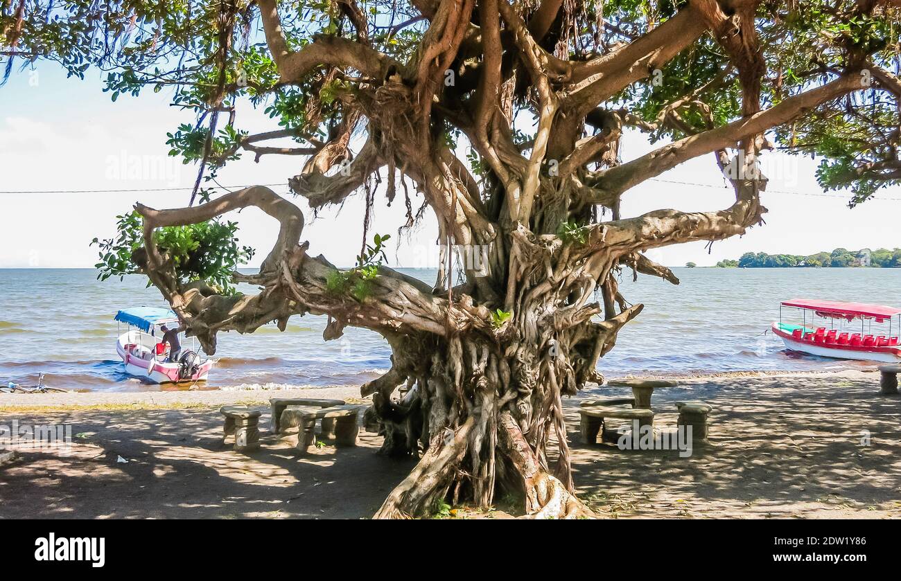Relaxing lake Nicaragua landscape with tree. Nicaragua, Central America