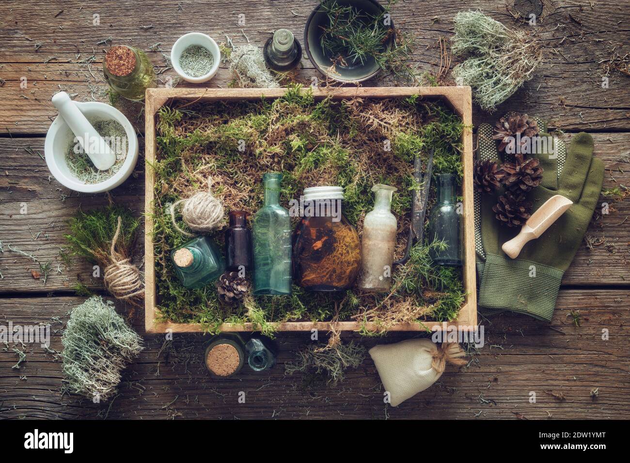 Healthy infusion and oil bottles, wooden box of healthy moss, lichen, moss, juniper, pine cones on wooden table. Alternative medicine. Stock Photo