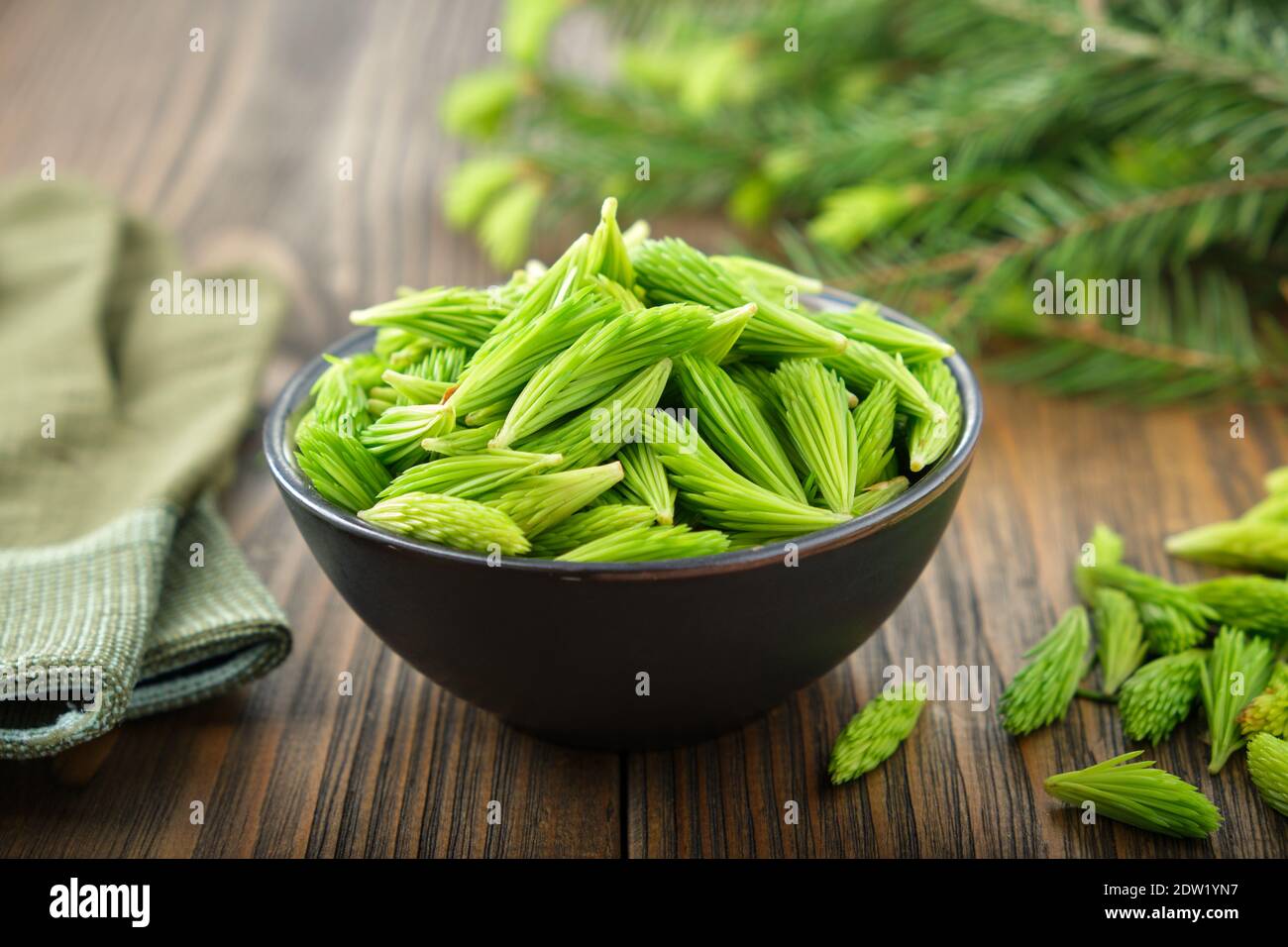 Spruce tips in a black bowl. Fir buds and needles, twigs of fir tree on wooden table. Stock Photo