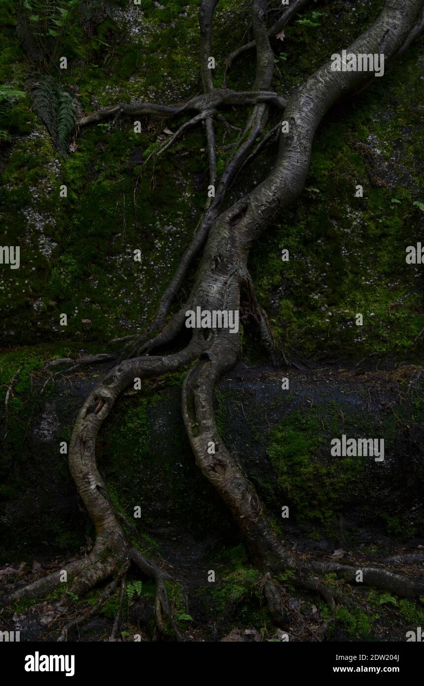 Tree roots growing over rock hi-res stock photography and images - Alamy