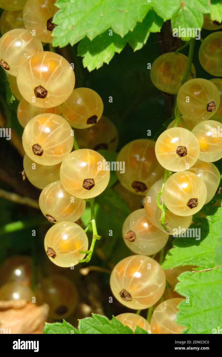 Close-up Of Yellow Currant On Plant Stock Photo