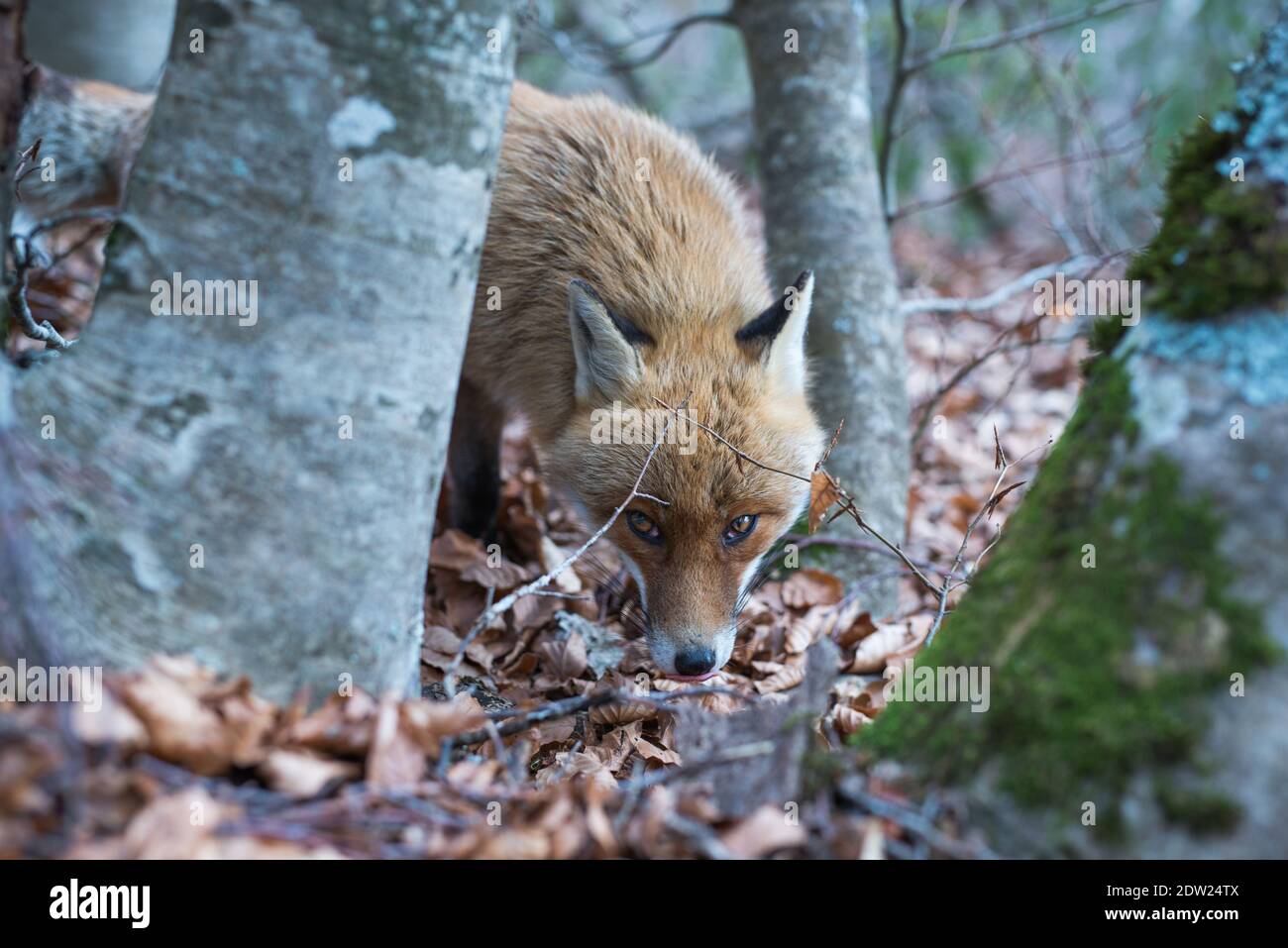 Shy Fox Stock Photo