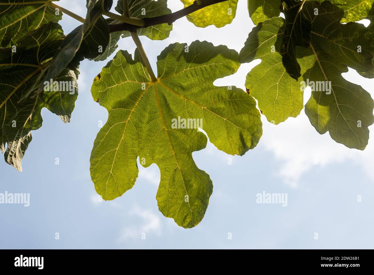 Fig tree leaves close up. Nature background Stock Photo