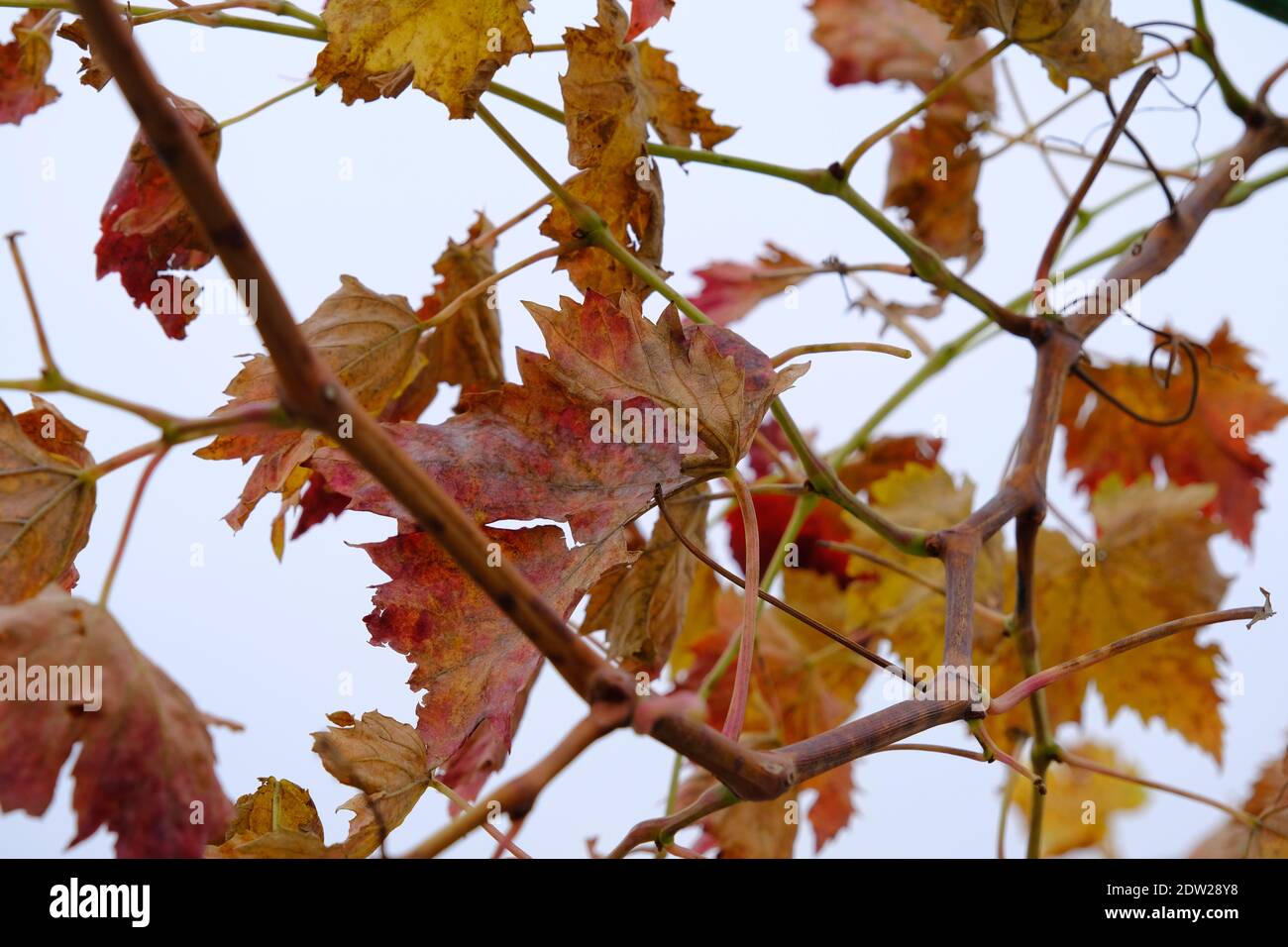 Withered and dried grape leaves with overcast weather and cloudy background in Bursa, Turkey. Stock Photo