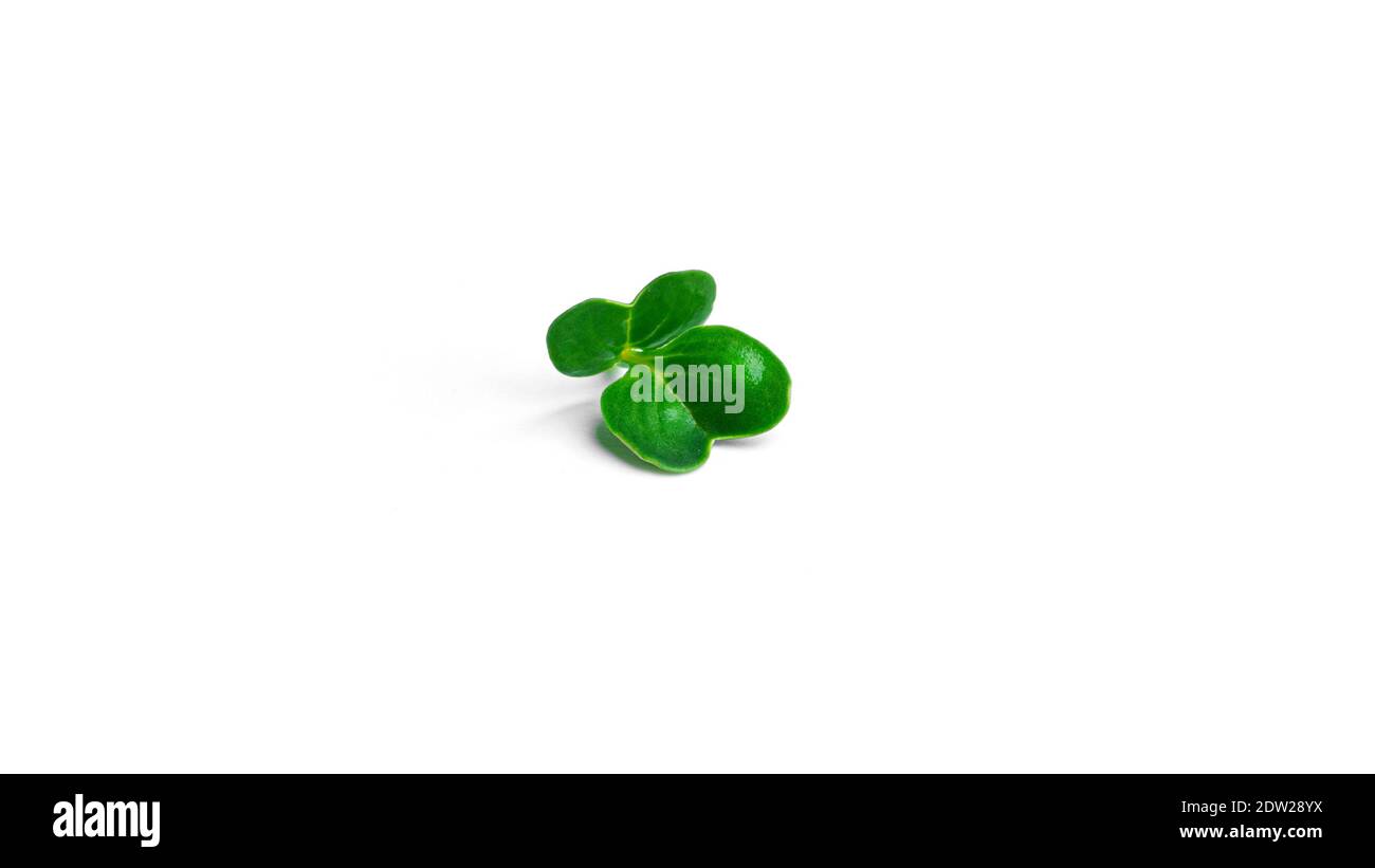Microgreen on a white background. High quality photo Stock Photo