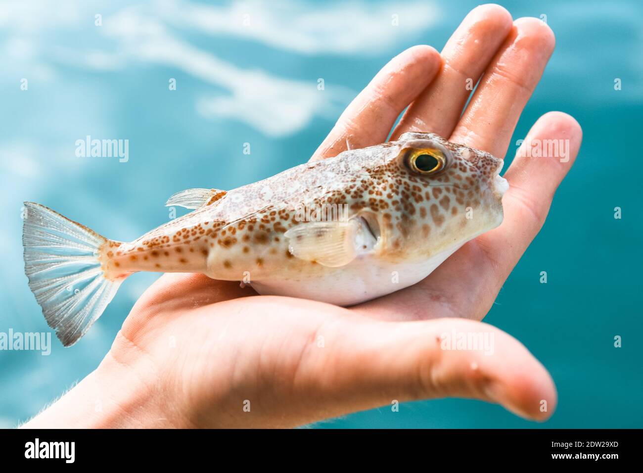 Poisonous puffer Fugu fish is lying on the palm of hand, Gulf of