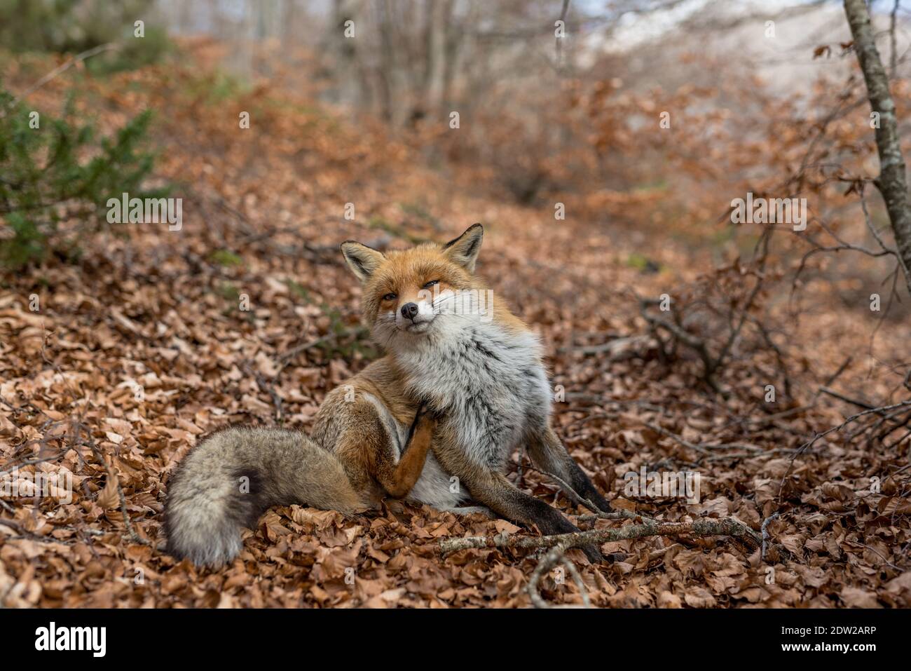 Shy Fox Stock Photo