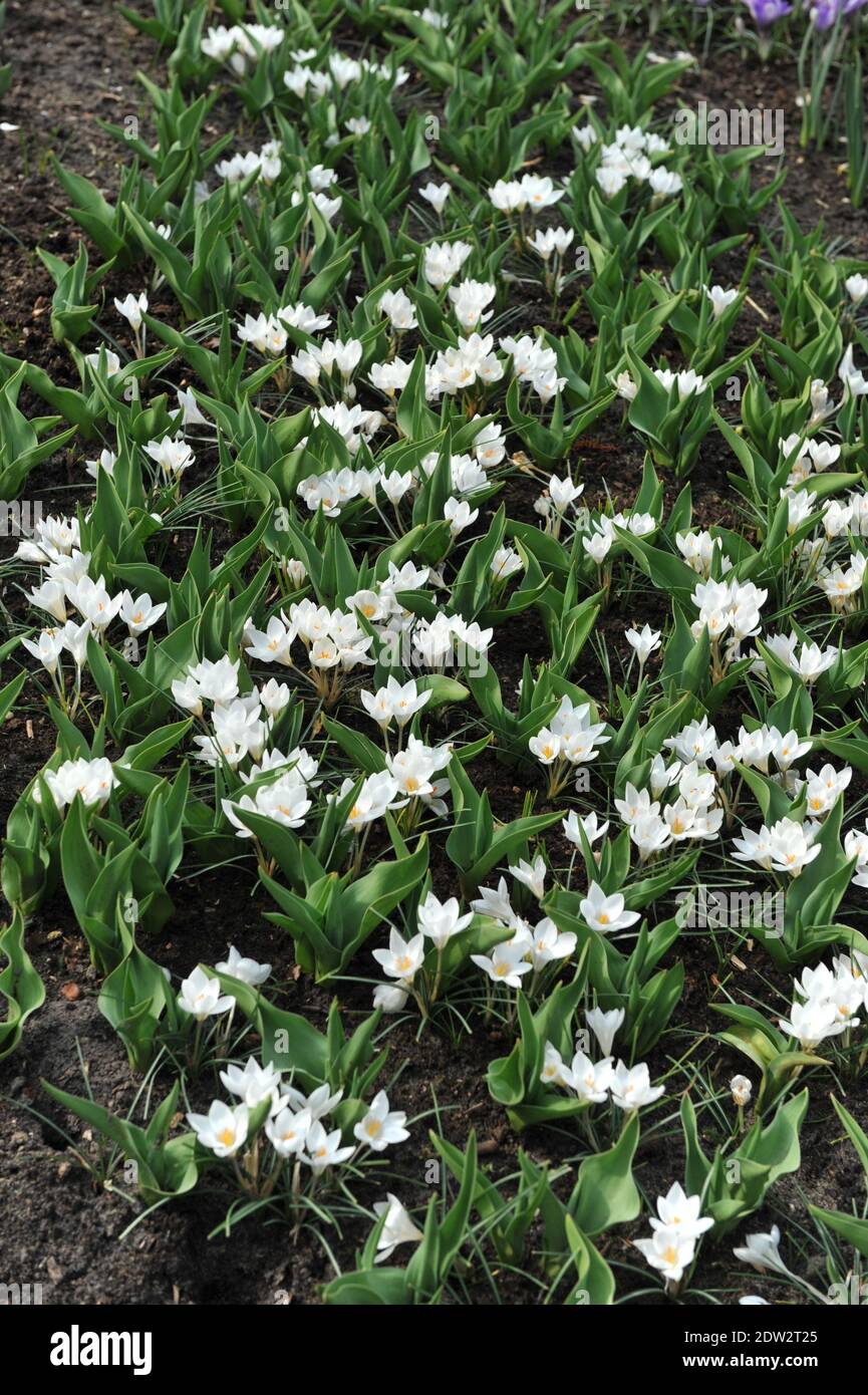White Crocus biflorus Miss Vain bloom in a garden in March Stock Photo