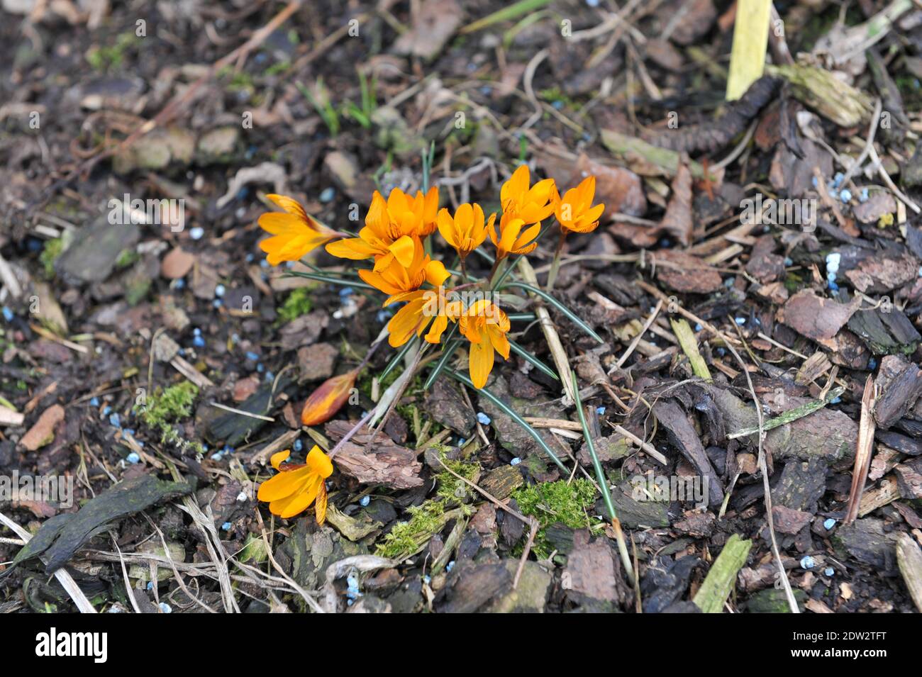 Crocus Orange Monarch bloom in a garden in March Stock Photo