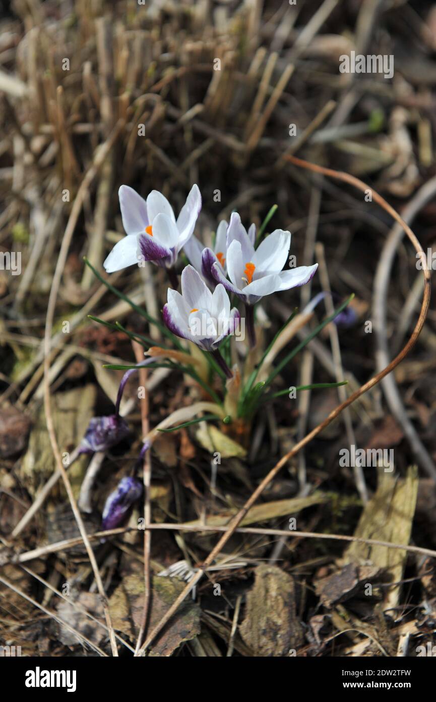 White and deep blue-violet Crocus Ladykiller bloom in a garden in March Stock Photo
