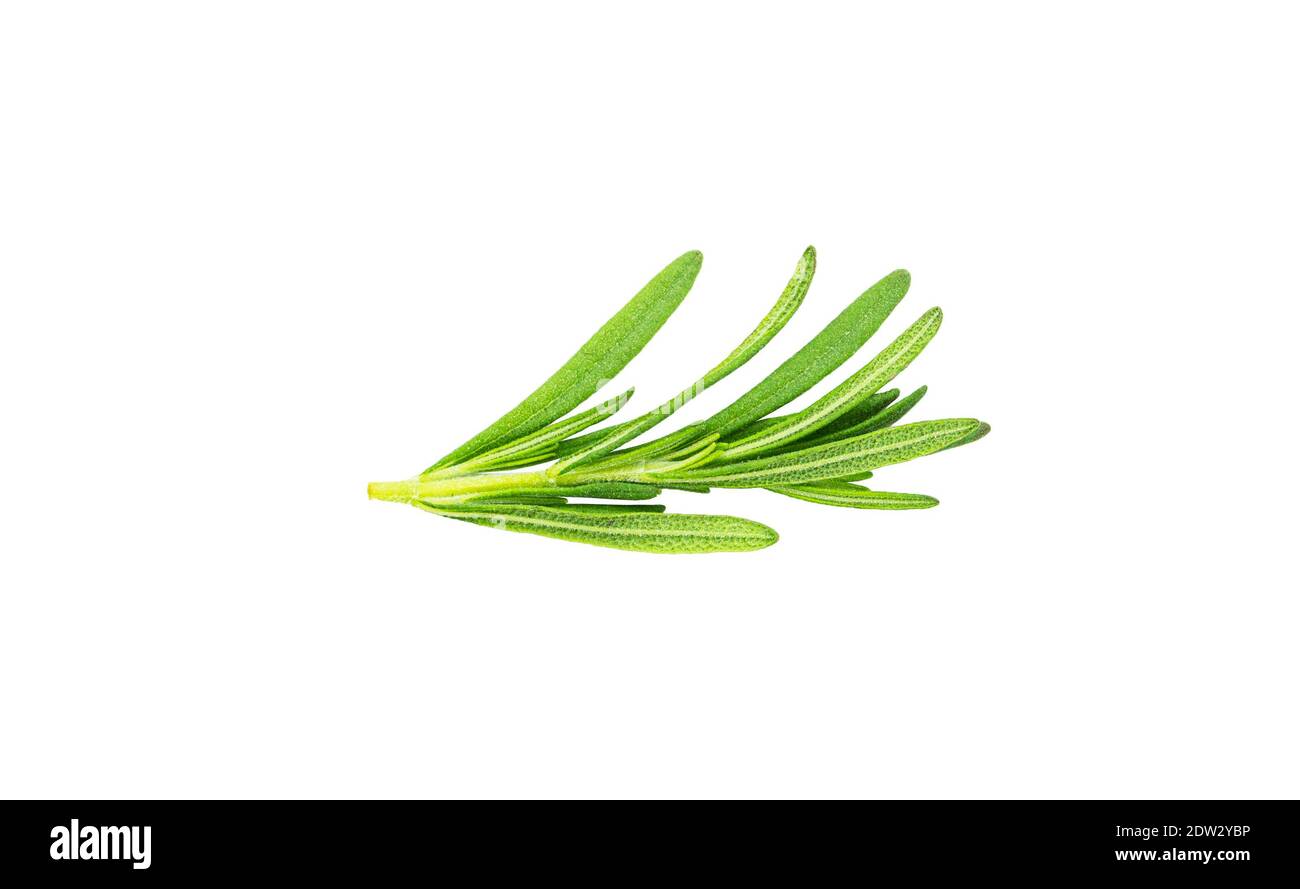 A sprig of rosemary on a white background. Flying rosemary. High quality photo Stock Photo