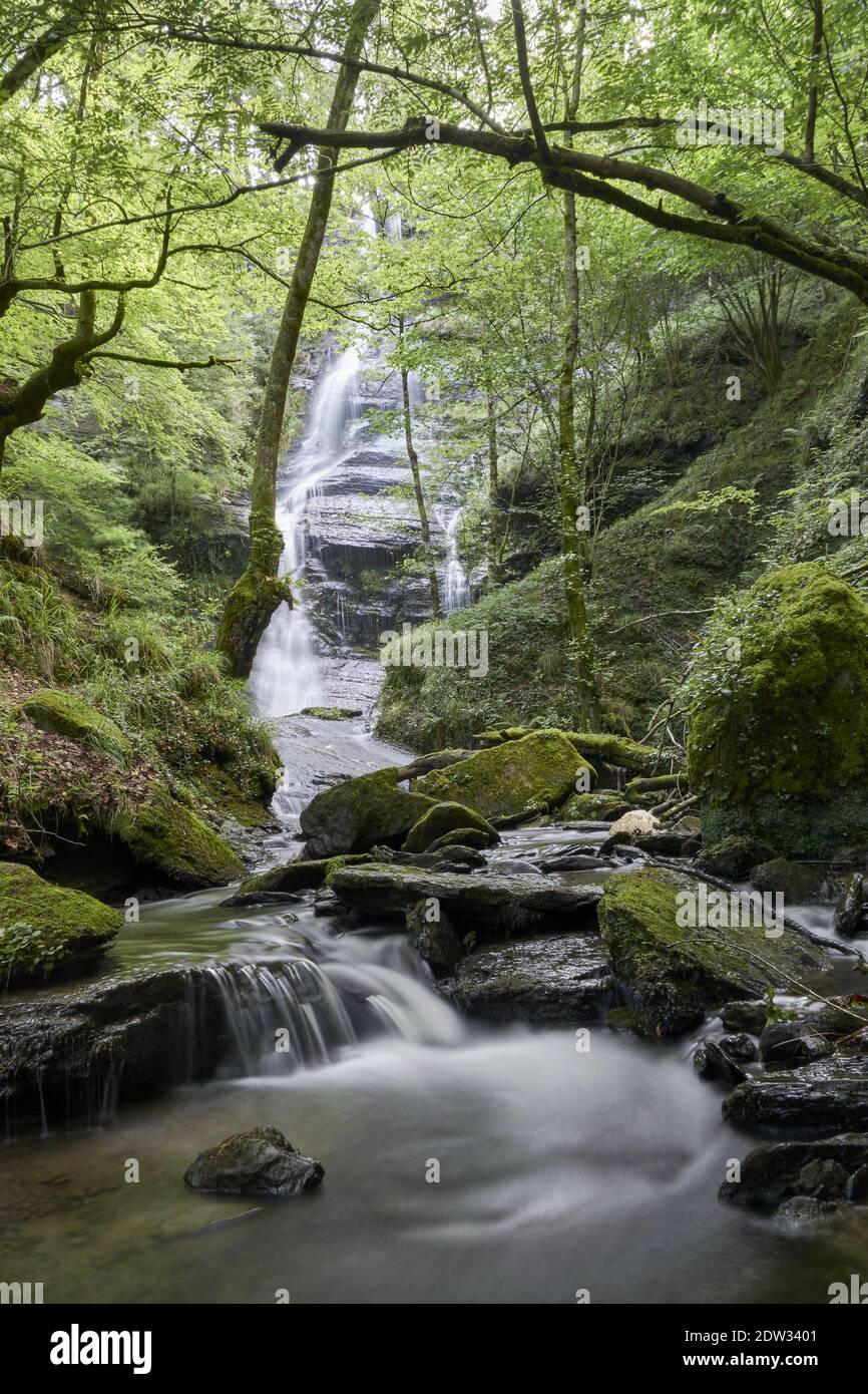 A beautiful view of a forest with a waterfall, trees and greenery Stock ...