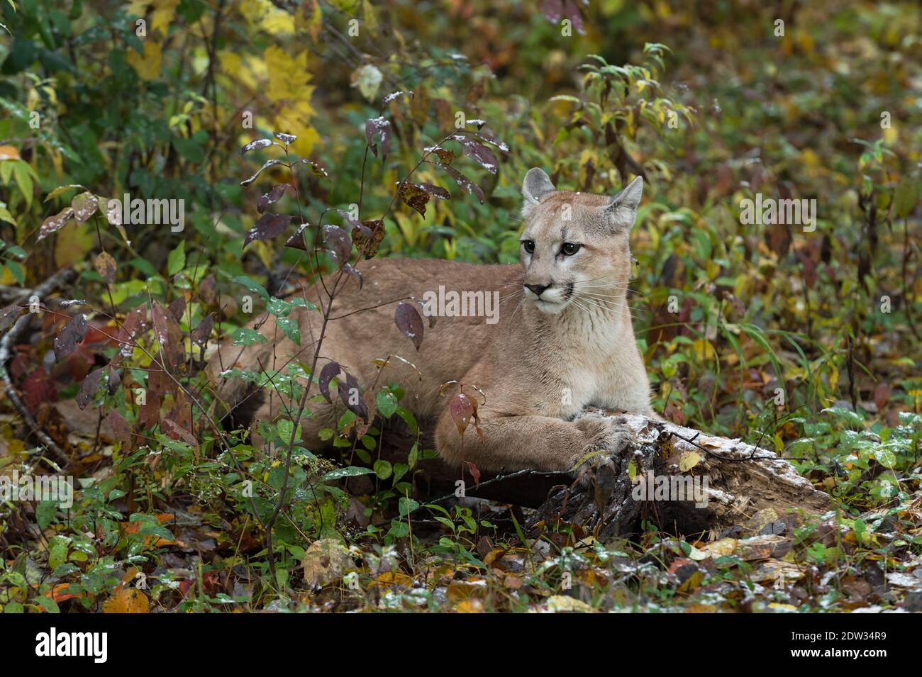 Cougar (Puma concolor) LIes on Log Sharpening Claws Ears Back Autumn -  captive animal Stock Photo - Alamy