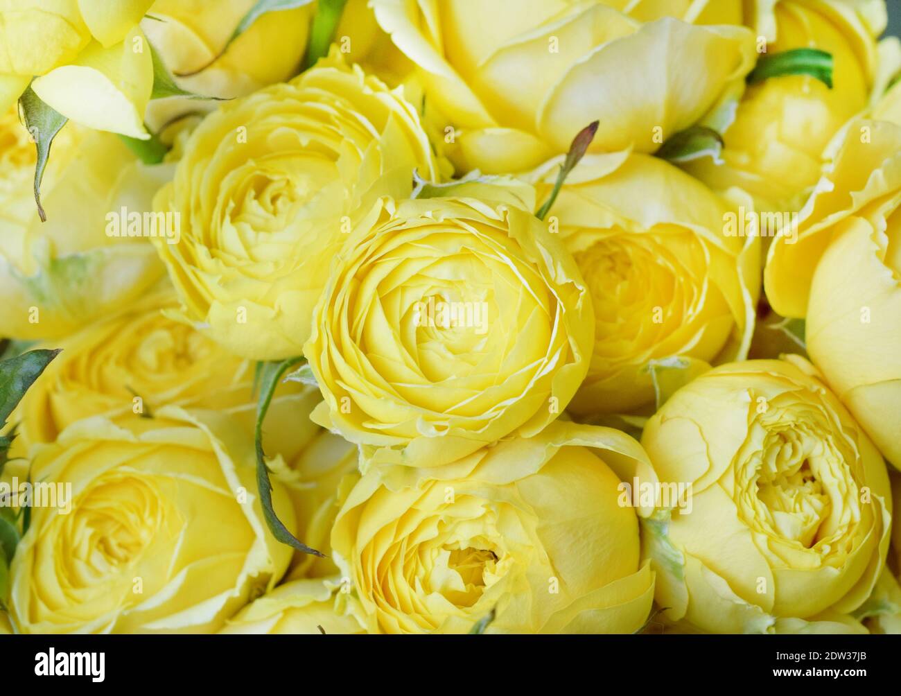 Beautiful yellow pion-shaped rose. Bouquet Shrub roses. Illuminating yellow. Trendy color 2021 Stock Photo