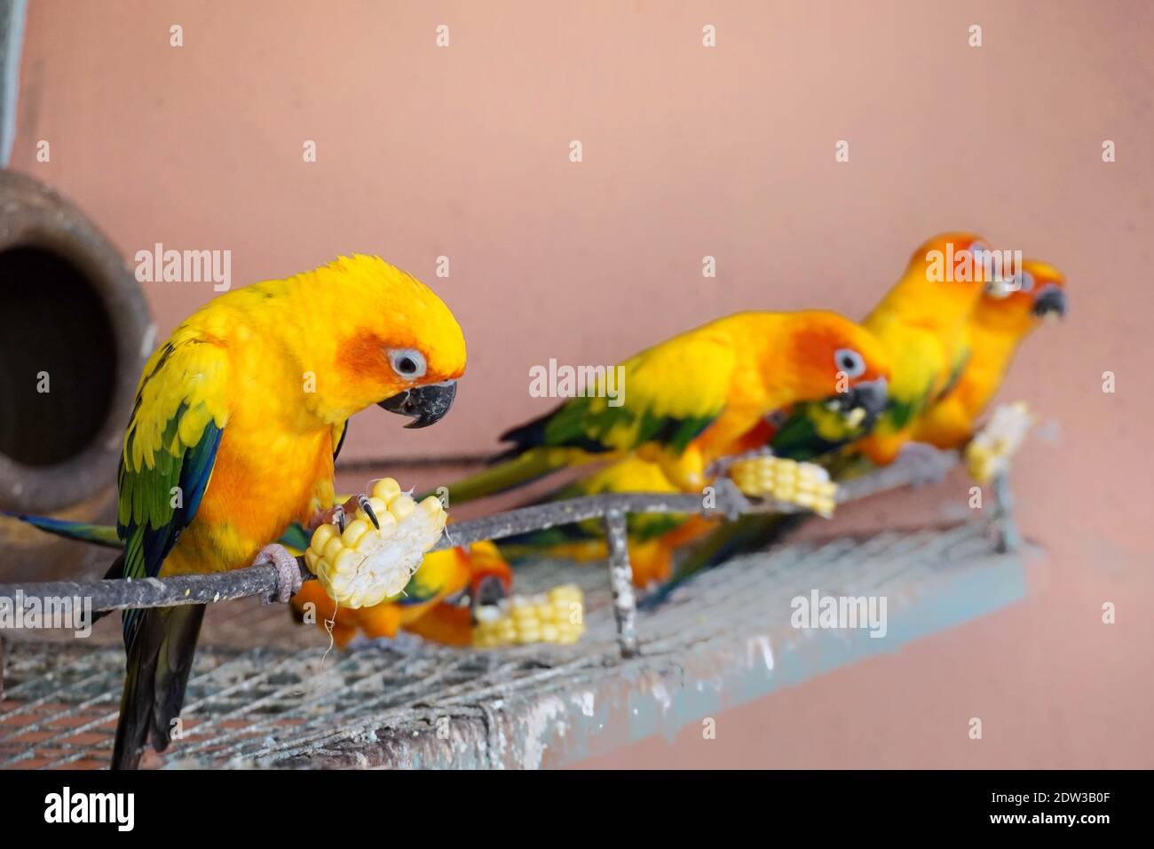 Two sun conure hires stock photography and images Alamy