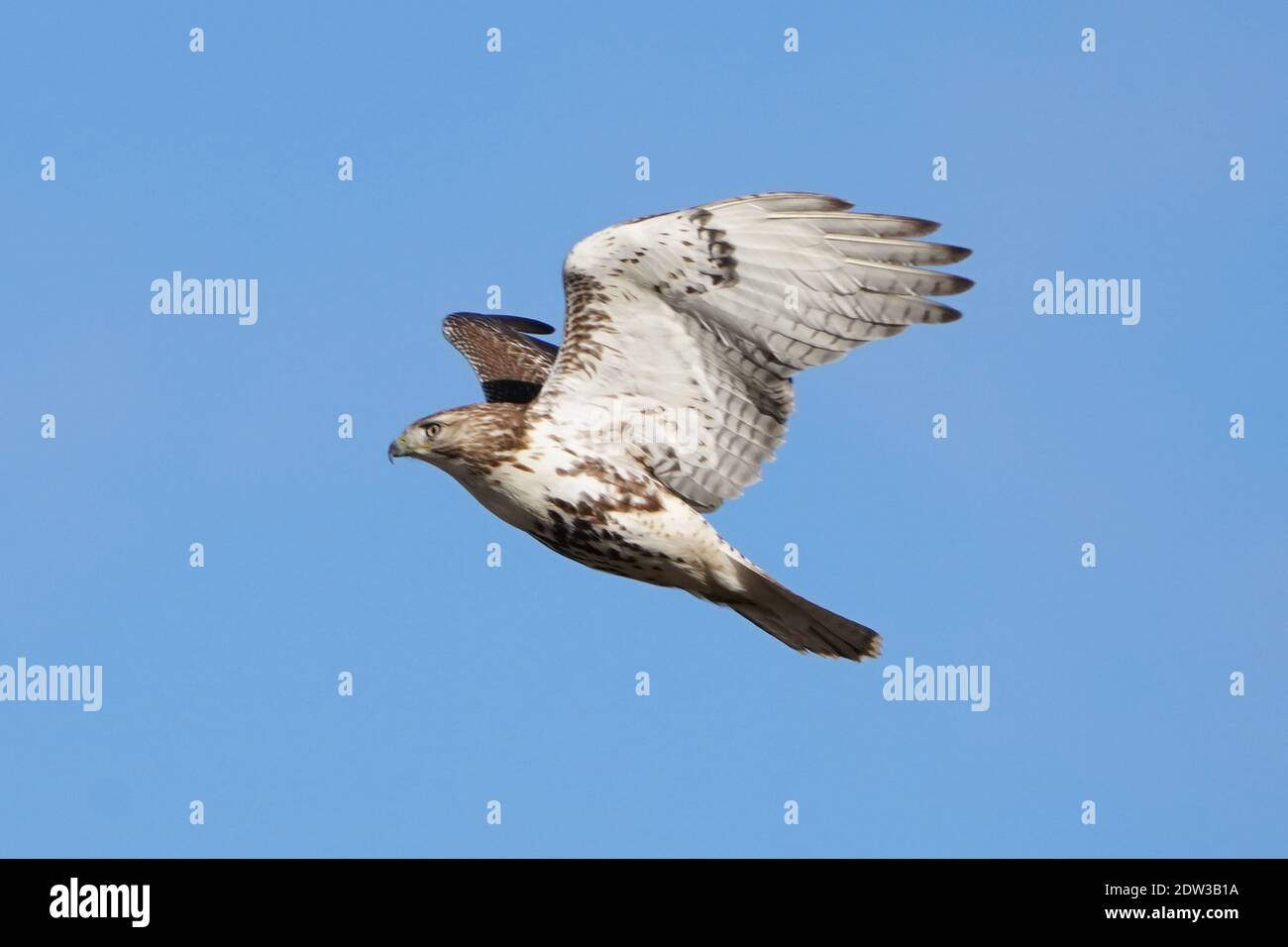 Red Tailed Hawk perching hunting and flying Stock Photo Alamy