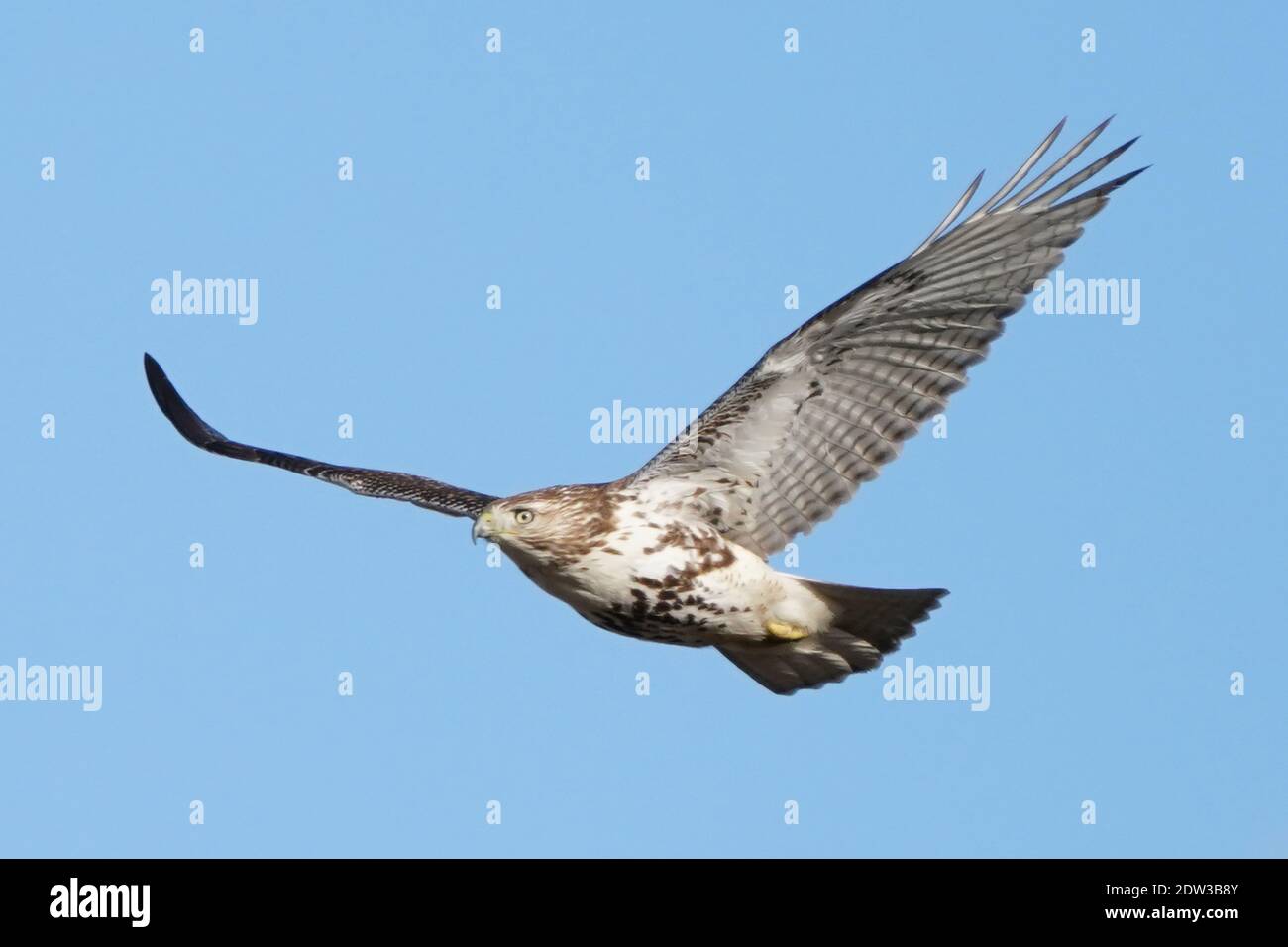 Red Tailed Hawk perching hunting and flying Stock Photo Alamy