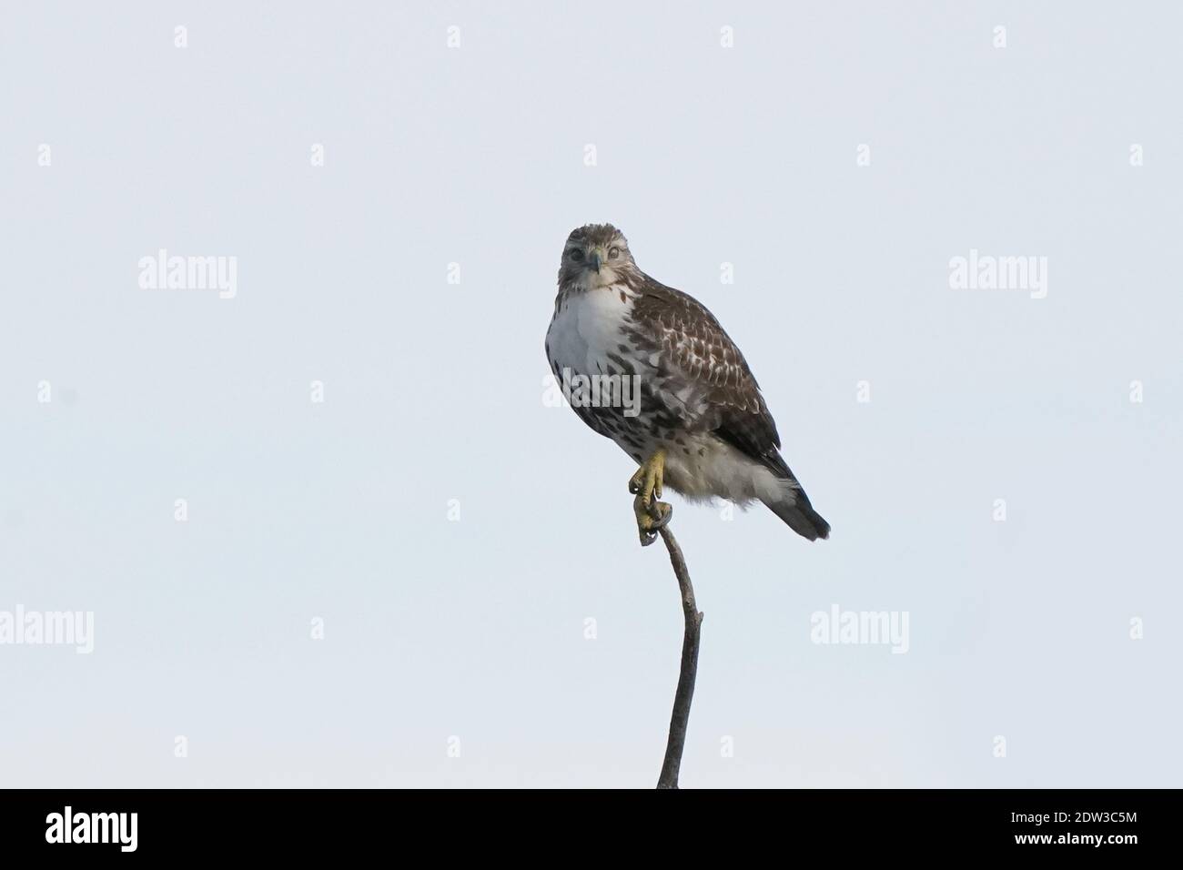 Red Tailed Hawk perching hunting and flying Stock Photo Alamy