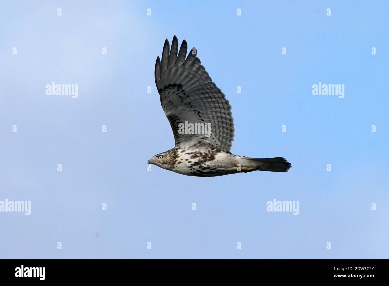 Red Tailed Hawk perching hunting and flying Stock Photo