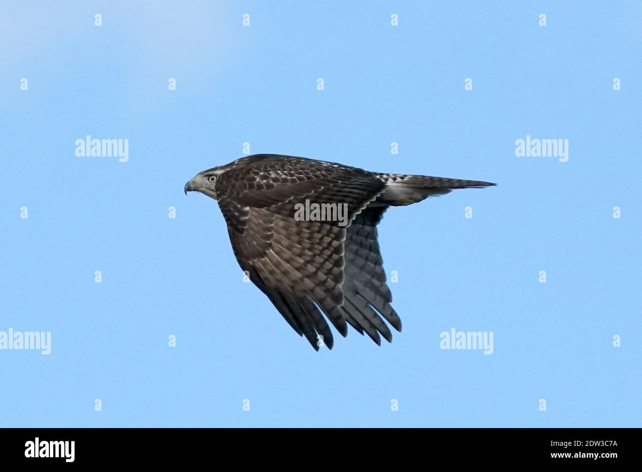 Red Tailed Hawk perching hunting and flying Stock Photo Alamy