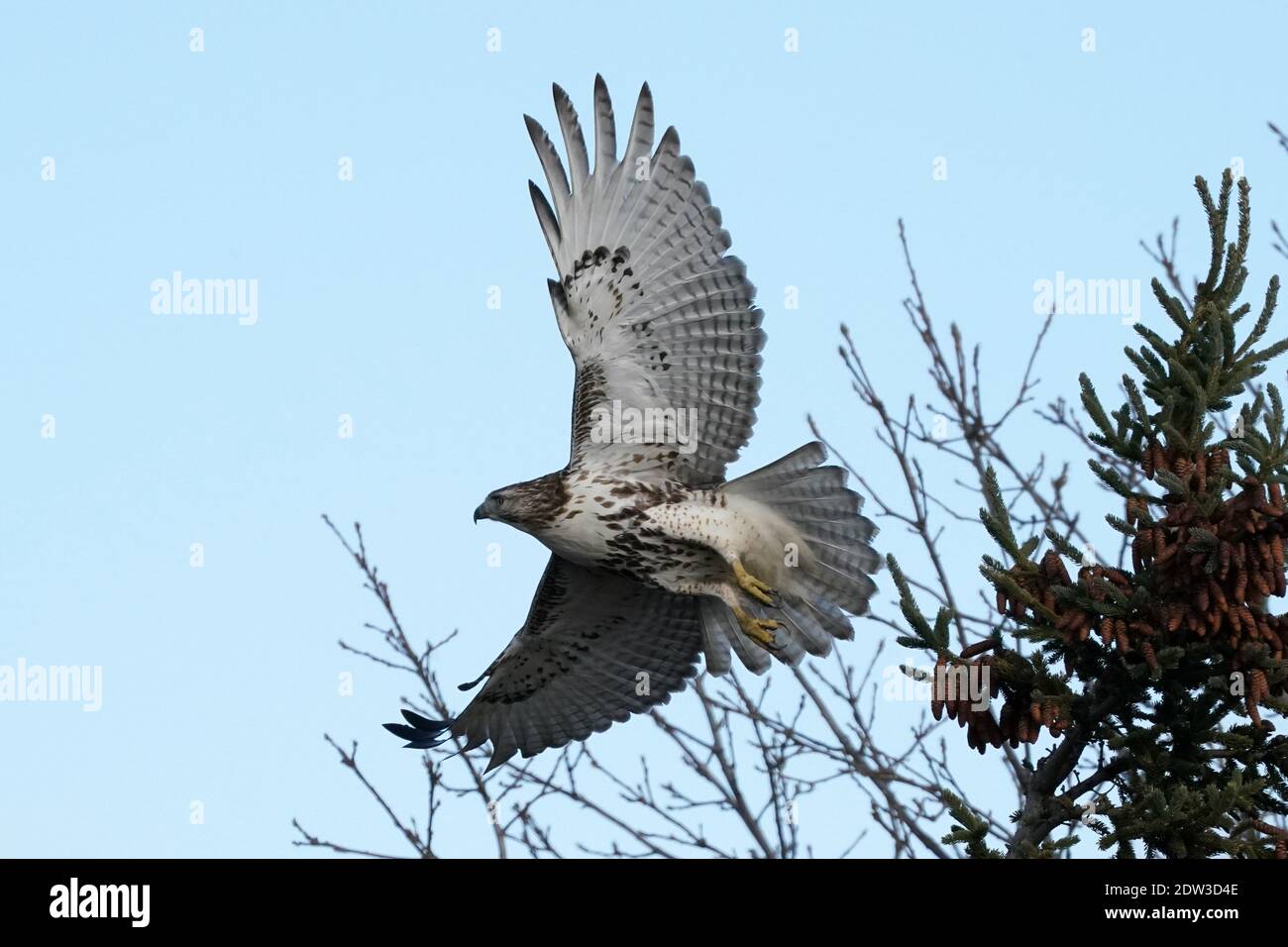 Red Tailed Hawk perching hunting and flying Stock Photo Alamy