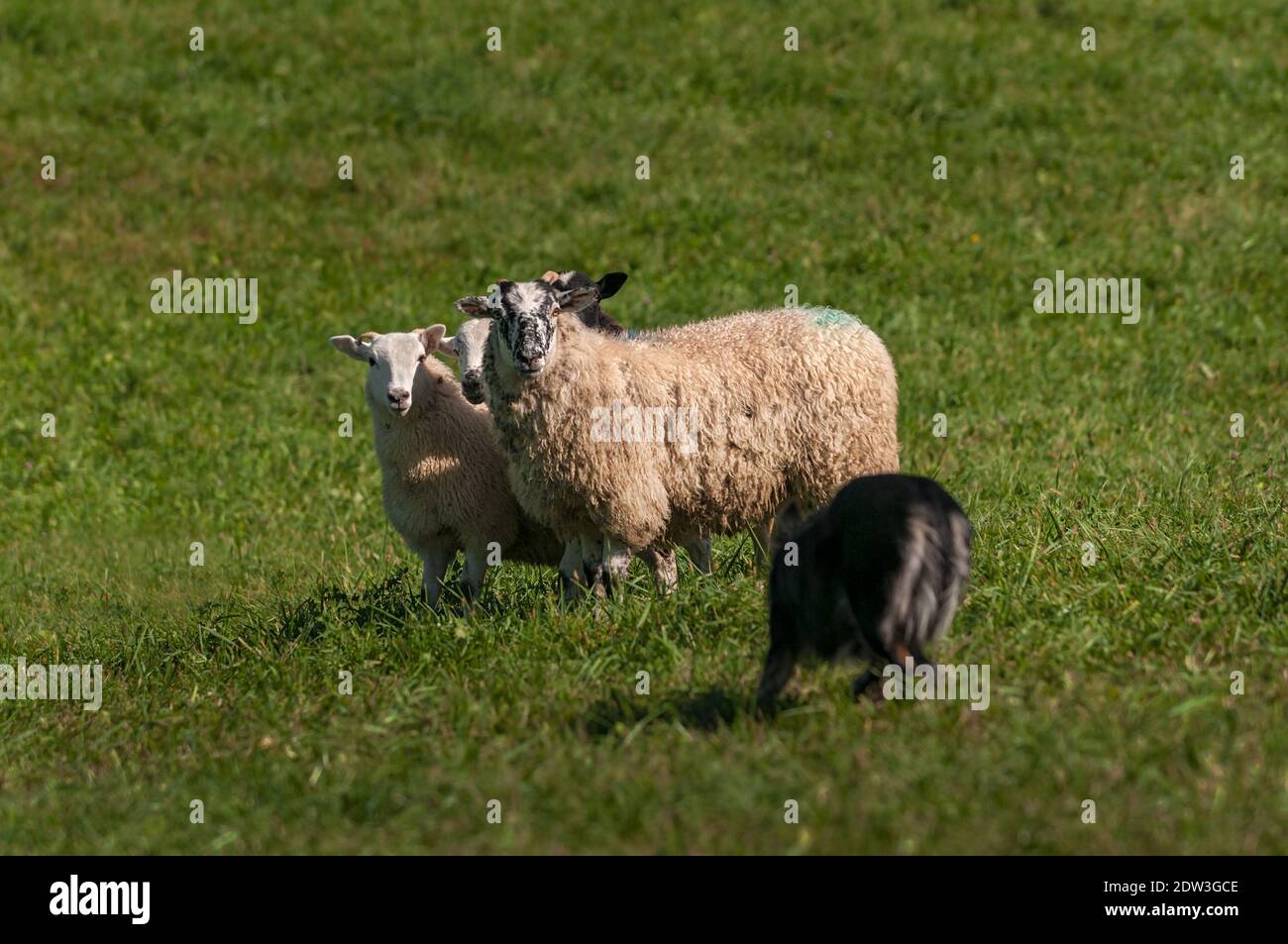 Group of Sheep (Ovis aries) Face Off with Herding Dog - at sheep dog herding trials Stock Photo