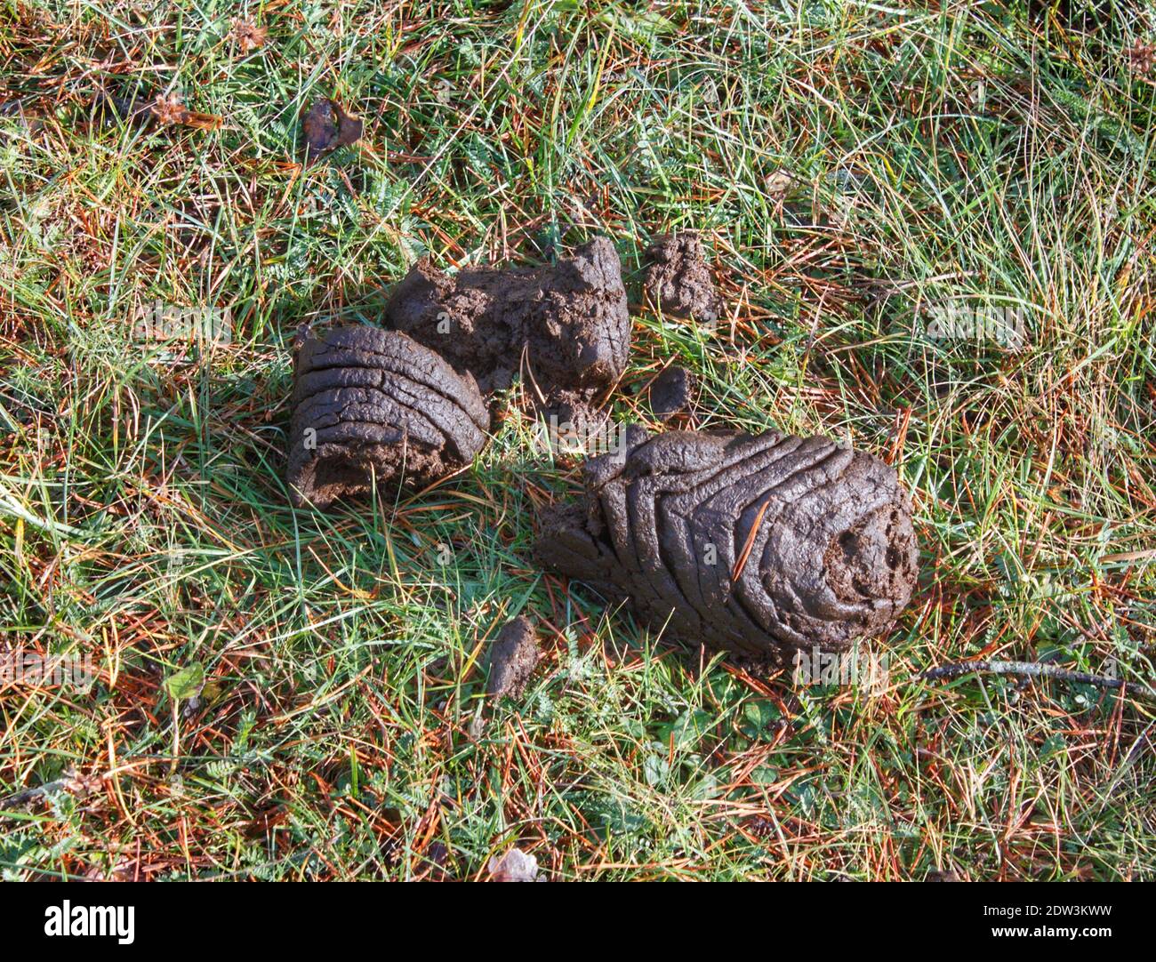 cow poop in the mountain Stock Photo Alamy