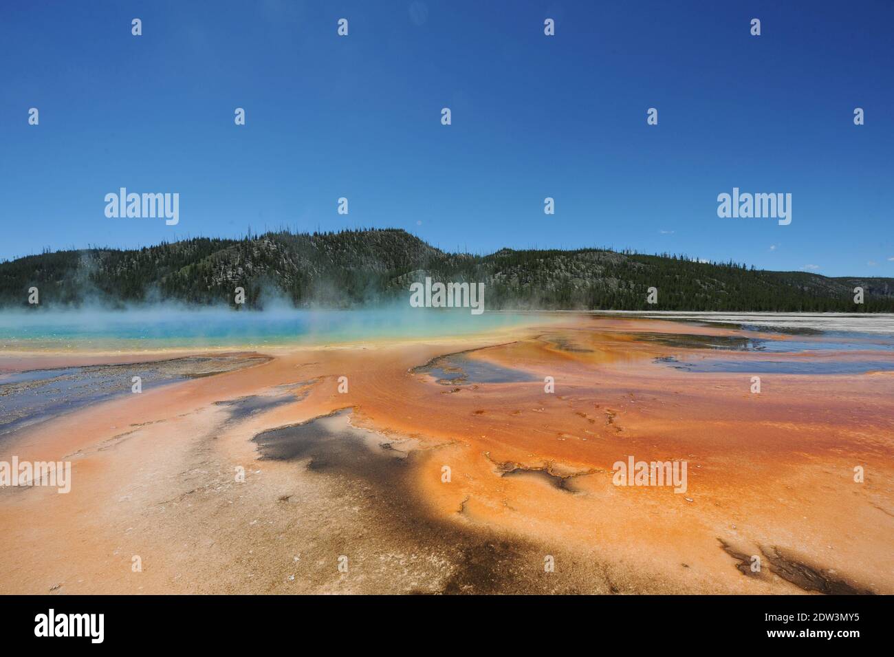 A view of Yellowstone National Park, WY, USA, taken in June 2013. In the days following a 4.8-magnitude earthquake in Yellowstone National Park, many bloggers and tourists have been expressing concerns about large droves of animals leaving the area. The possibility of the volcano under Yellowstone National Park erupting is a hot topic right now. The volcano under the park is so large and has the potential to produce such a massive eruption that it’s often referred to as a super volcano. Earthquakes are common in the area, with between 1,000 and 2,000 quakes in the area per year due to the volc Stock Photo