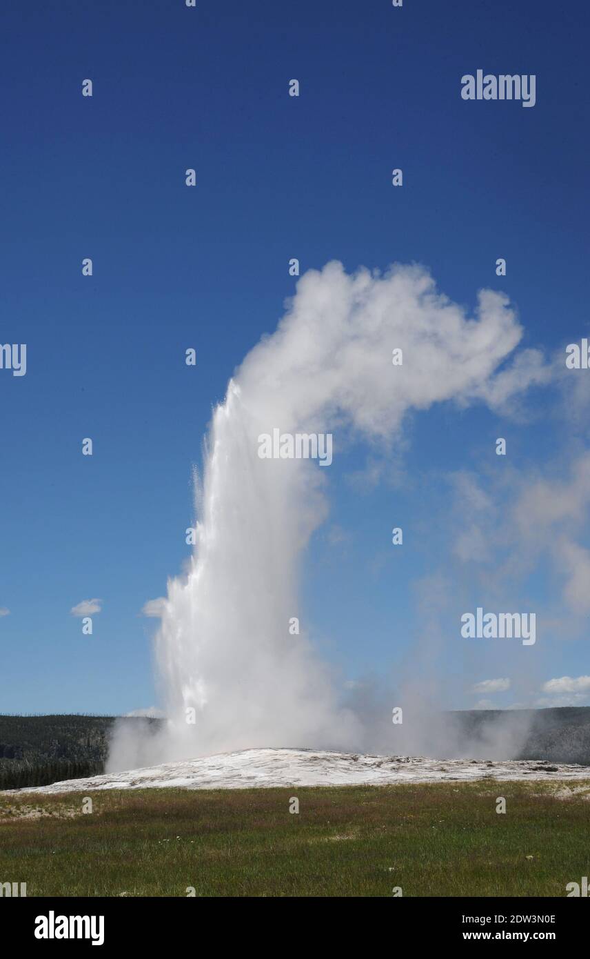 A view of the Old Faithful geyser in Yellowstone National Park, WY, USA, taken in June 2013. In the days following a 4.8-magnitude earthquake in Yellowstone National Park, many bloggers and tourists have been expressing concerns about large droves of animals leaving the area. The possibility of the volcano under Yellowstone National Park erupting is a hot topic right now. The volcano under the park is so large and has the potential to produce such a massive eruption that it’s often referred to as a super volcano. Earthquakes are common in the area, with between 1,000 and 2,000 quakes in the ar Stock Photo