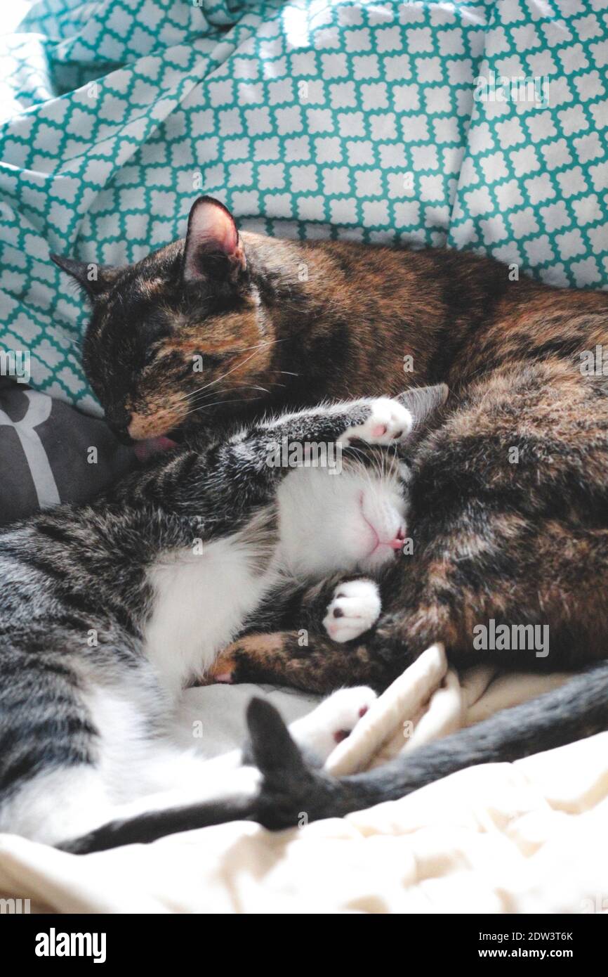 Cats Grooming On Bed Stock Photo Alamy