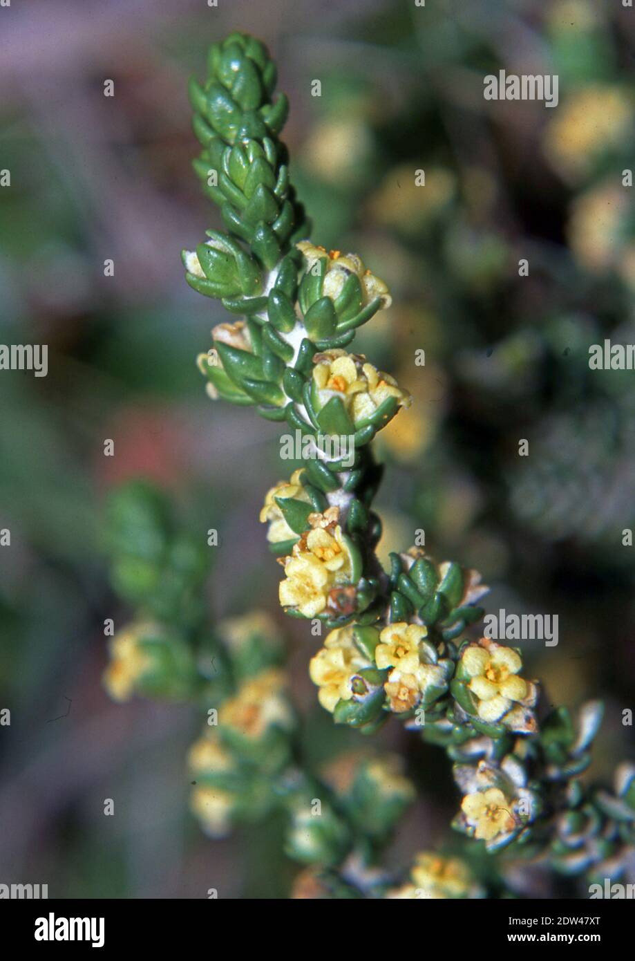 Thymelaea hirsuta in nature close-up (scanned from Fujichrome Provia) Stock Photo