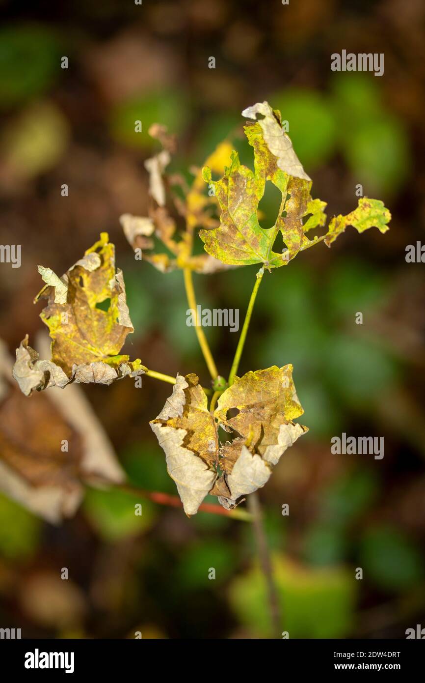 Still Life Ragged Found still-life of three ragged leaves clinging to life in late autumn ...