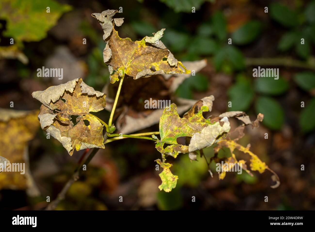 Still Life Ragged Found still-life of three ragged leaves clinging to life in late autumn ...